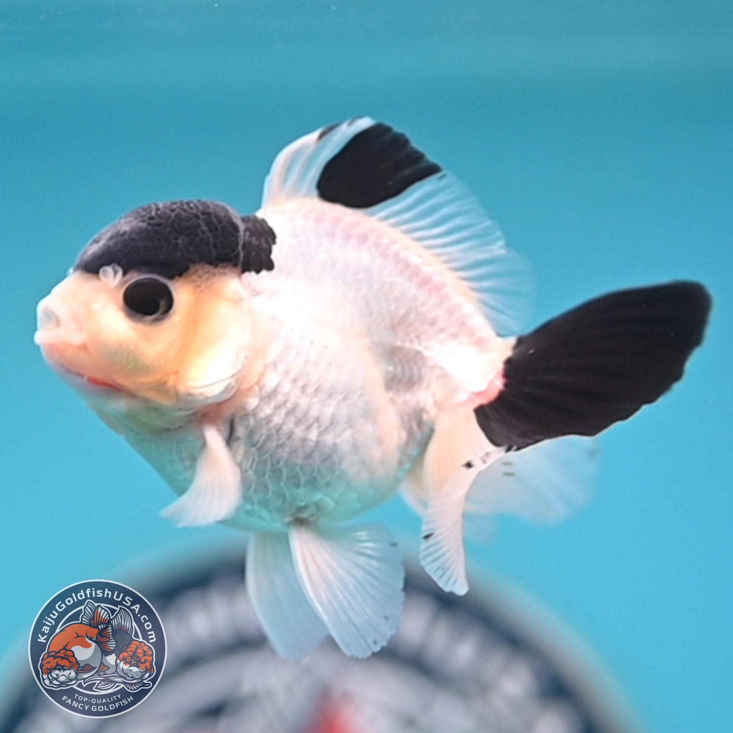 FREE2DAY Shipping - Panda Oranda 2.8 inches Body (250516_OR15)