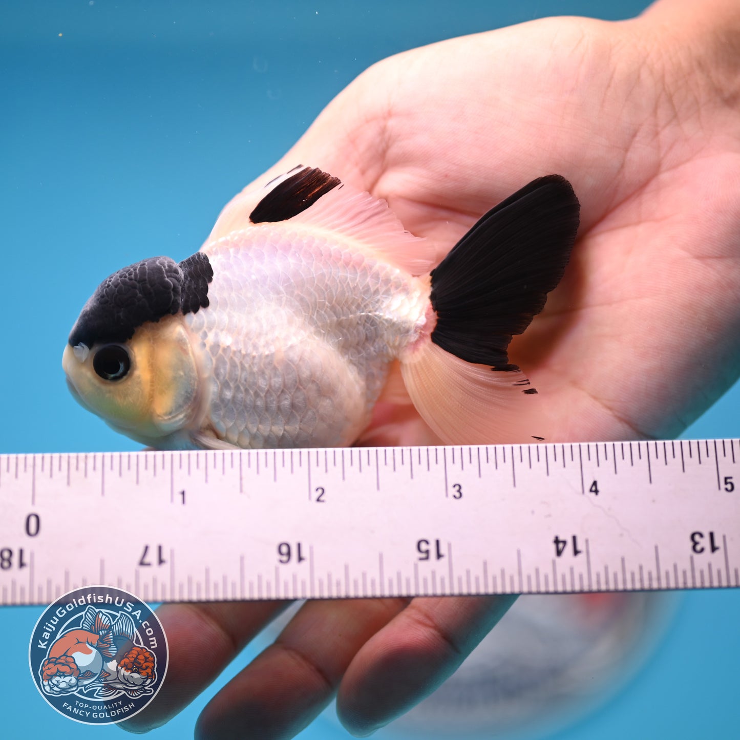 FREE2DAY Shipping - Panda Oranda 2.8 inches Body (250516_OR15)