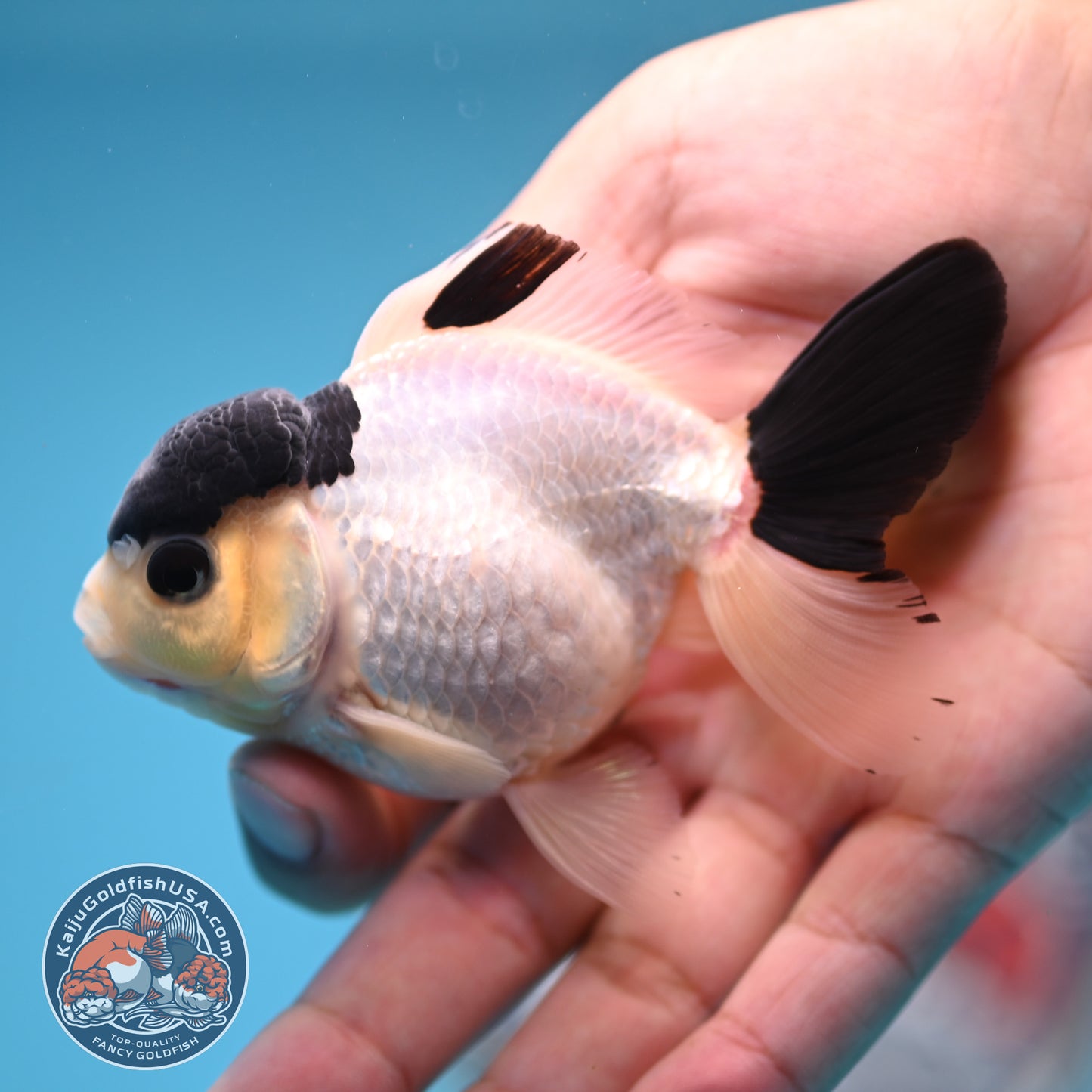FREE2DAY Shipping - Panda Oranda 2.8 inches Body (250516_OR15)