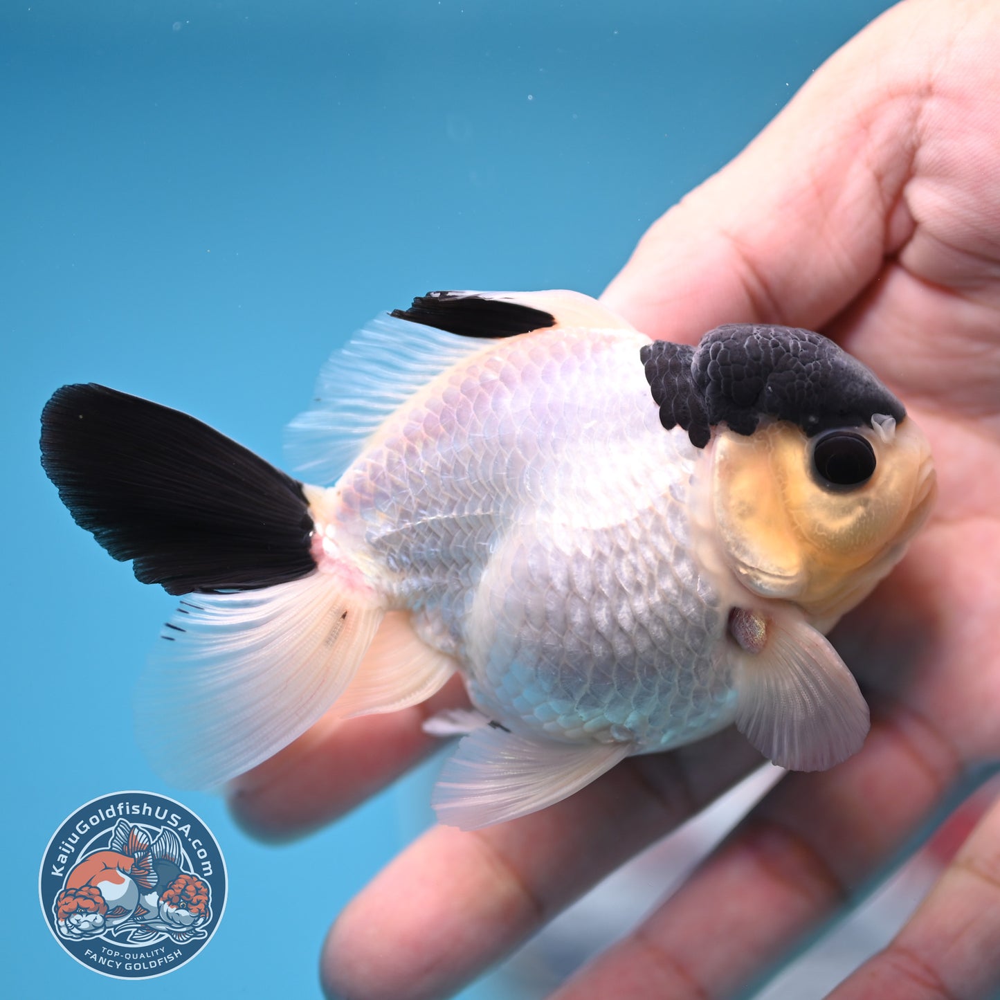 FREE2DAY Shipping - Panda Oranda 2.8 inches Body (250516_OR15)