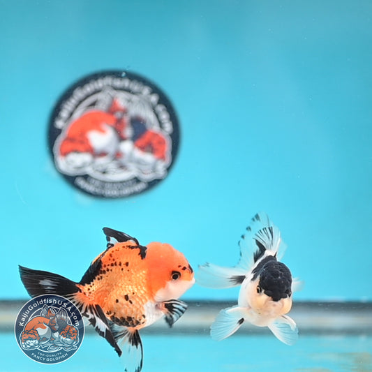 2-Pack Oranda 3 inches Body (250509_OR15)