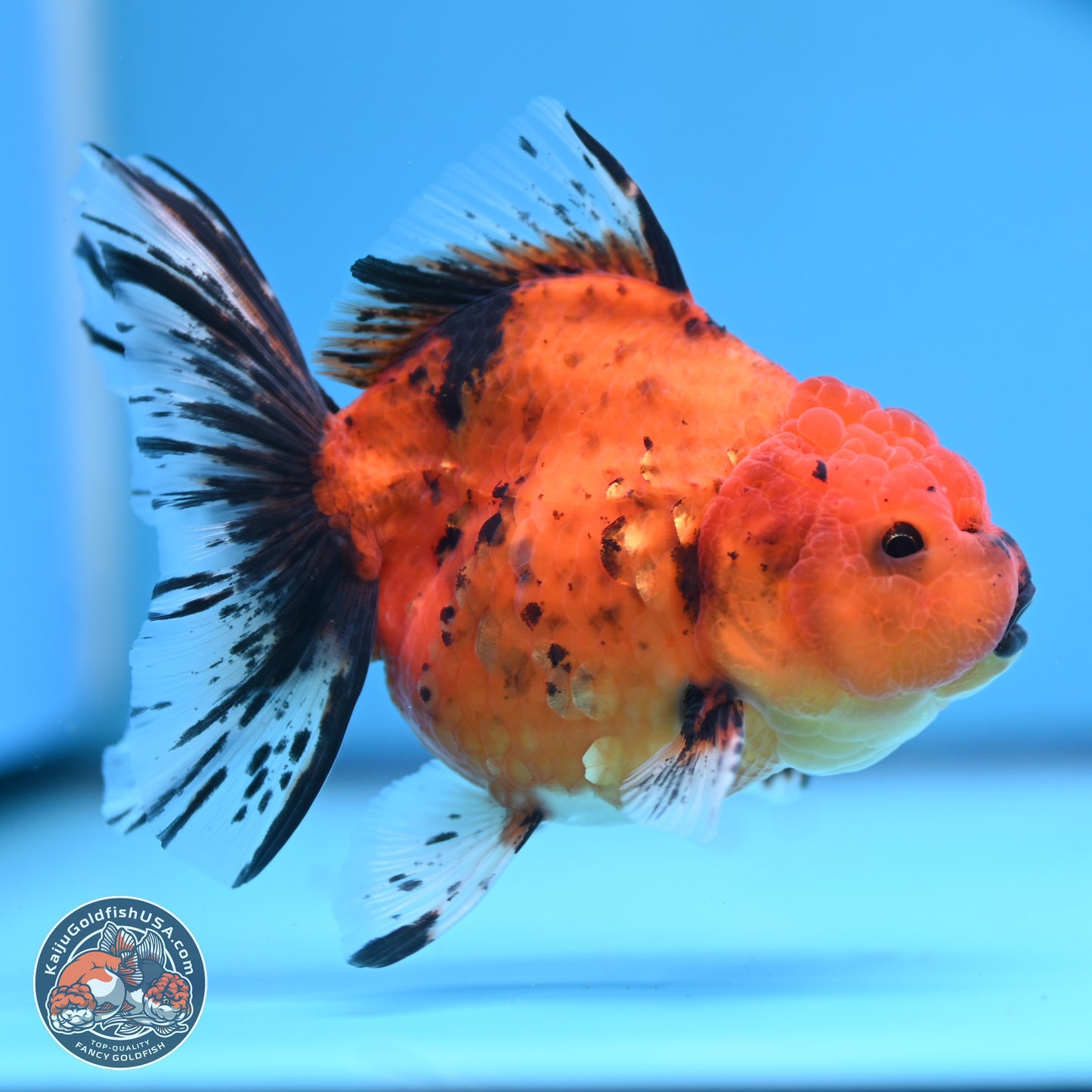 Shogun Tiger Oranda 3.5in Body (240802_OR16) - Kaiju Goldfish USA