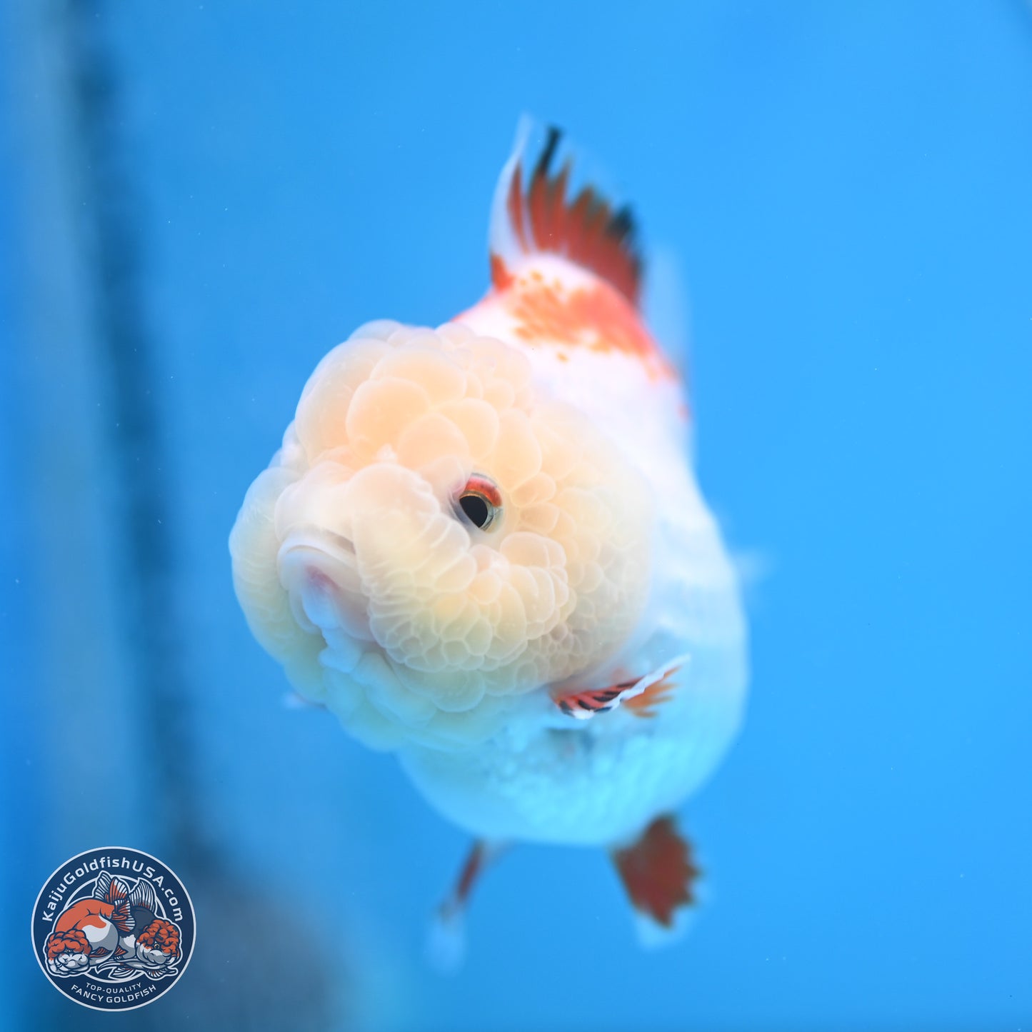 Red White YuanBao Oranda 3.25 inches Body - Female (250103_OR16) - Kaiju Goldfish USA