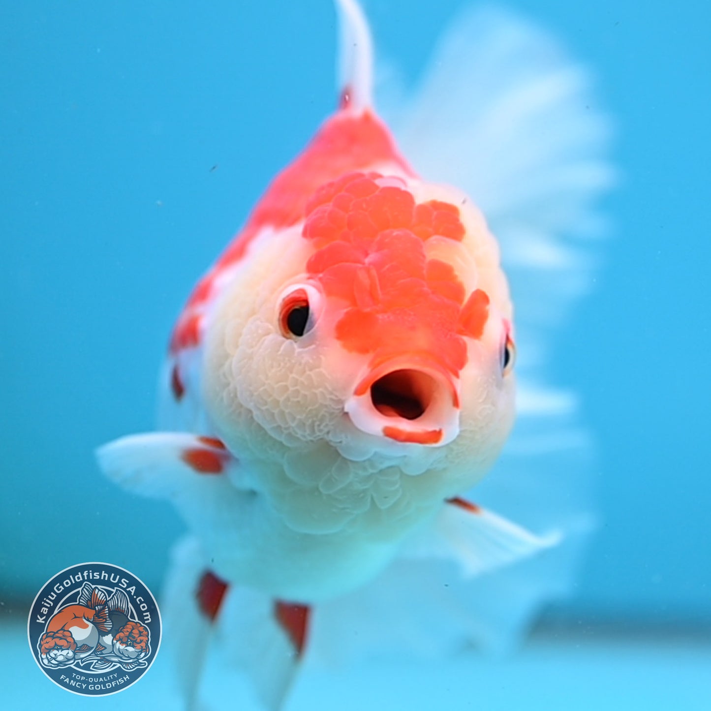 Red White Orchid Tail Oranda 4.5 inch Body (251003_OR16)