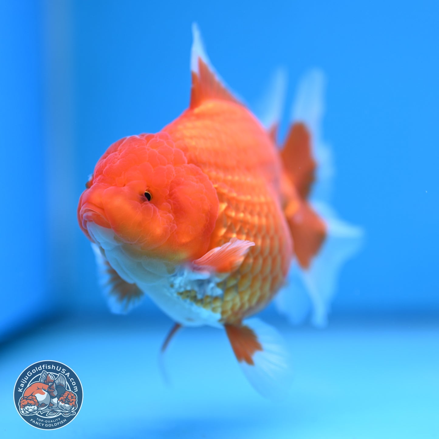 Classic Red Rose Tail Oranda 4.5 inches - Female (241115_OR16) - Kaiju Goldfish USA