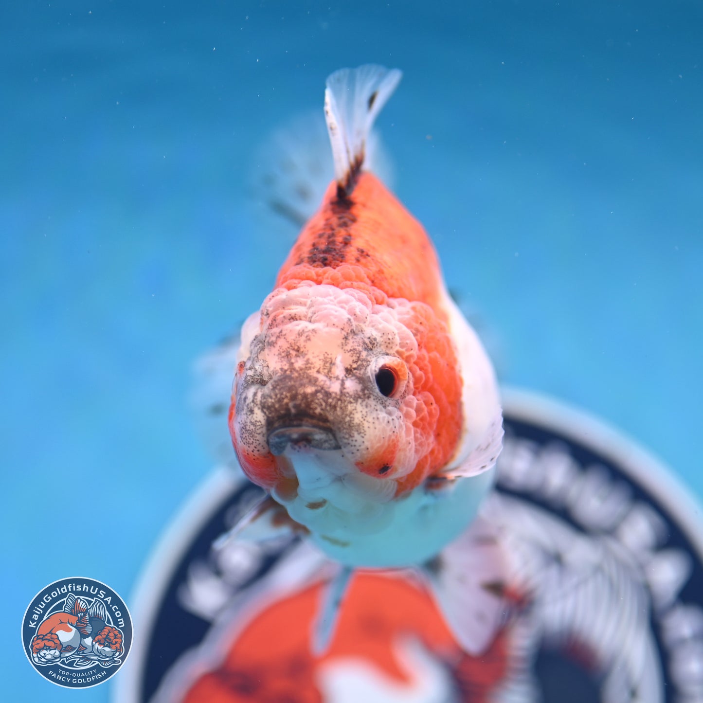 Shogun Tricolor Sakura Oranda 4 inches Body - Female(250131_OR16)