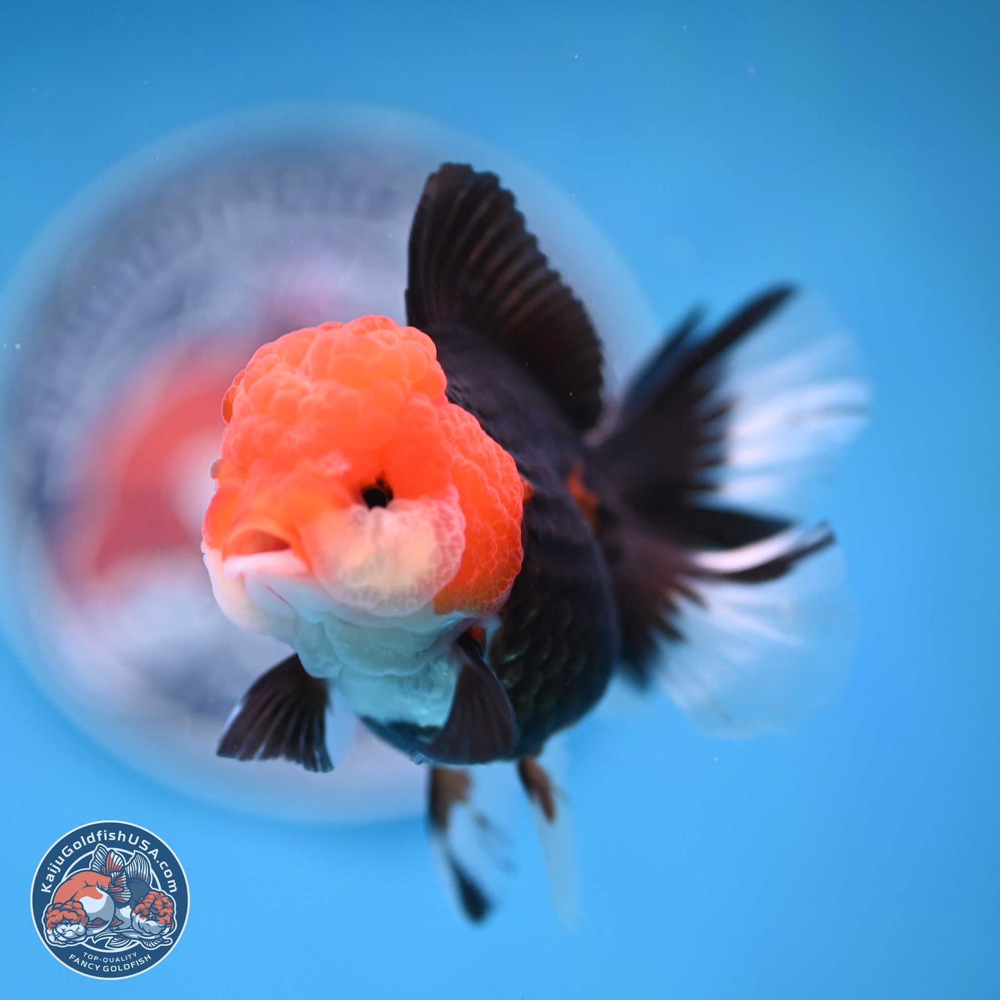 Tricolor Rose Tail Oranda 4 inches (241025_OR16) - Kaiju Goldfish USA