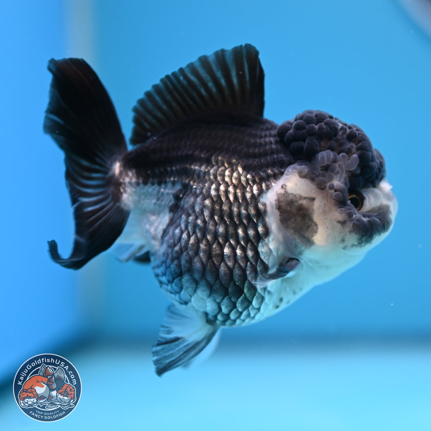 Panda YuanBao Oranda 4.5 inches - Female (241122_OR16) - Kaiju Goldfish USA