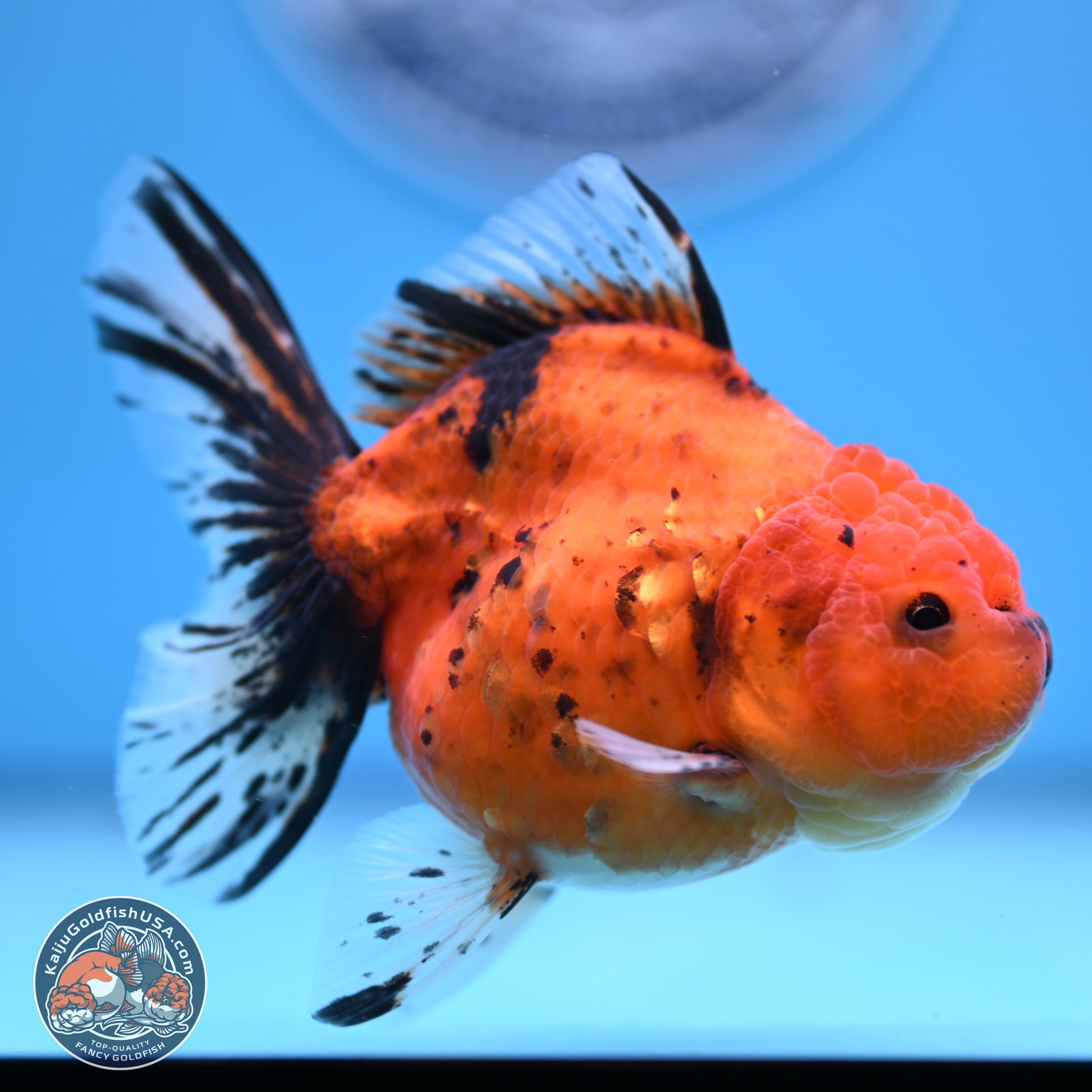 Shogun Tiger Oranda 3.5in Body (240802_OR16) - Kaiju Goldfish USA