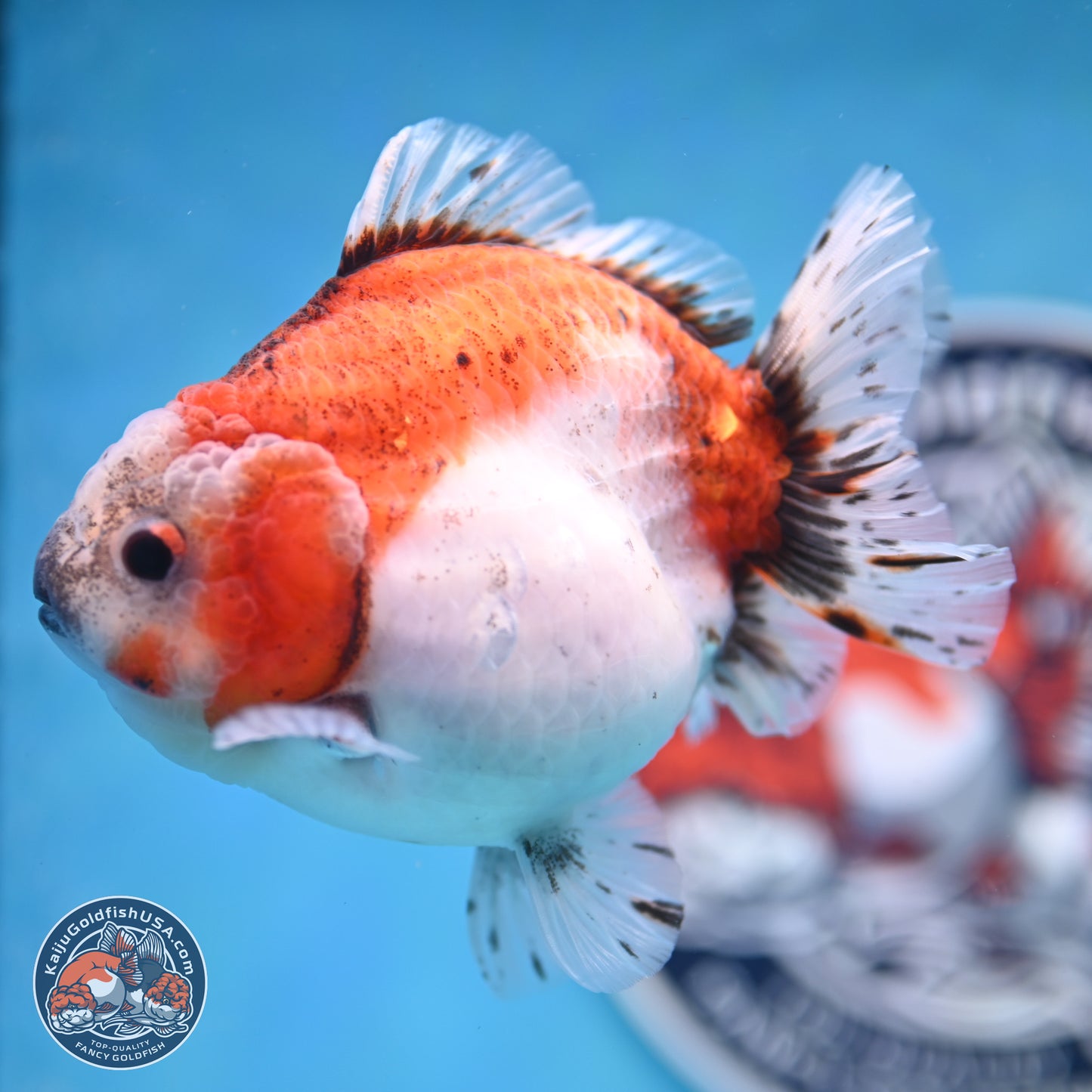 Shogun Tricolor Sakura Oranda 4 inches Body - Female(250131_OR16)