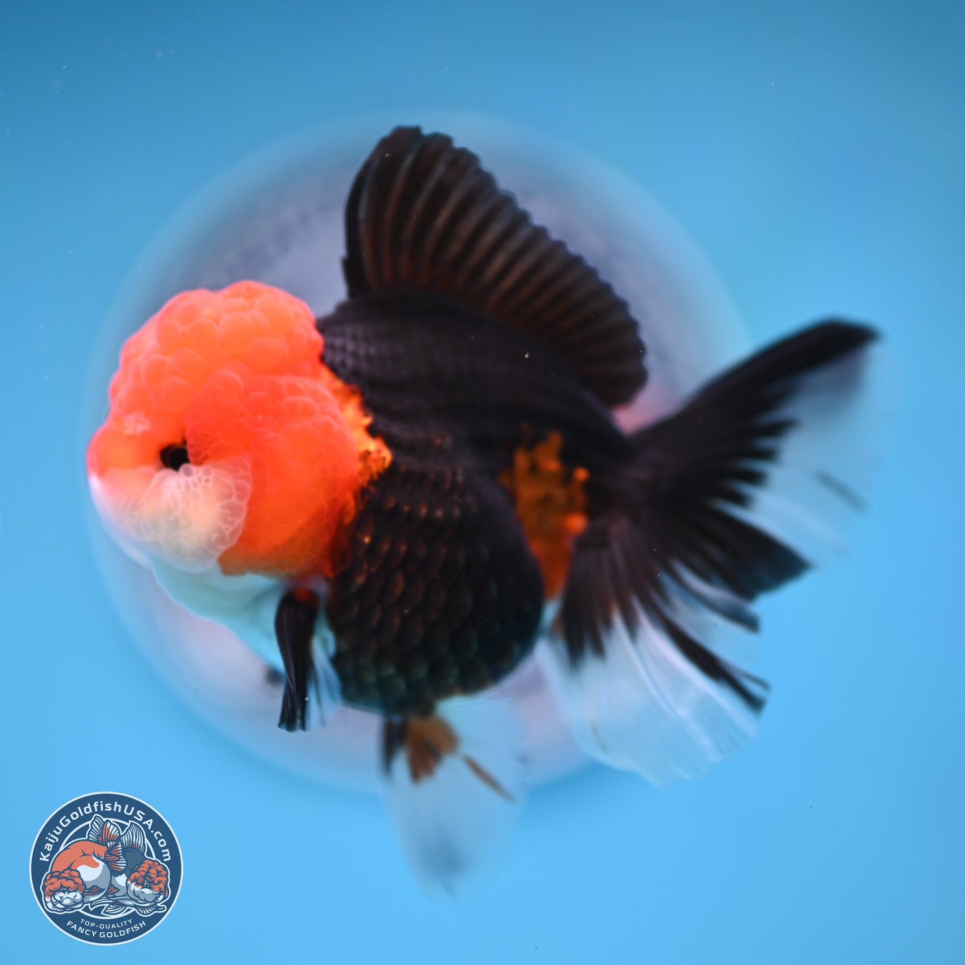 Tricolor Rose Tail Oranda 4 inches (241025_OR16) - Kaiju Goldfish USA