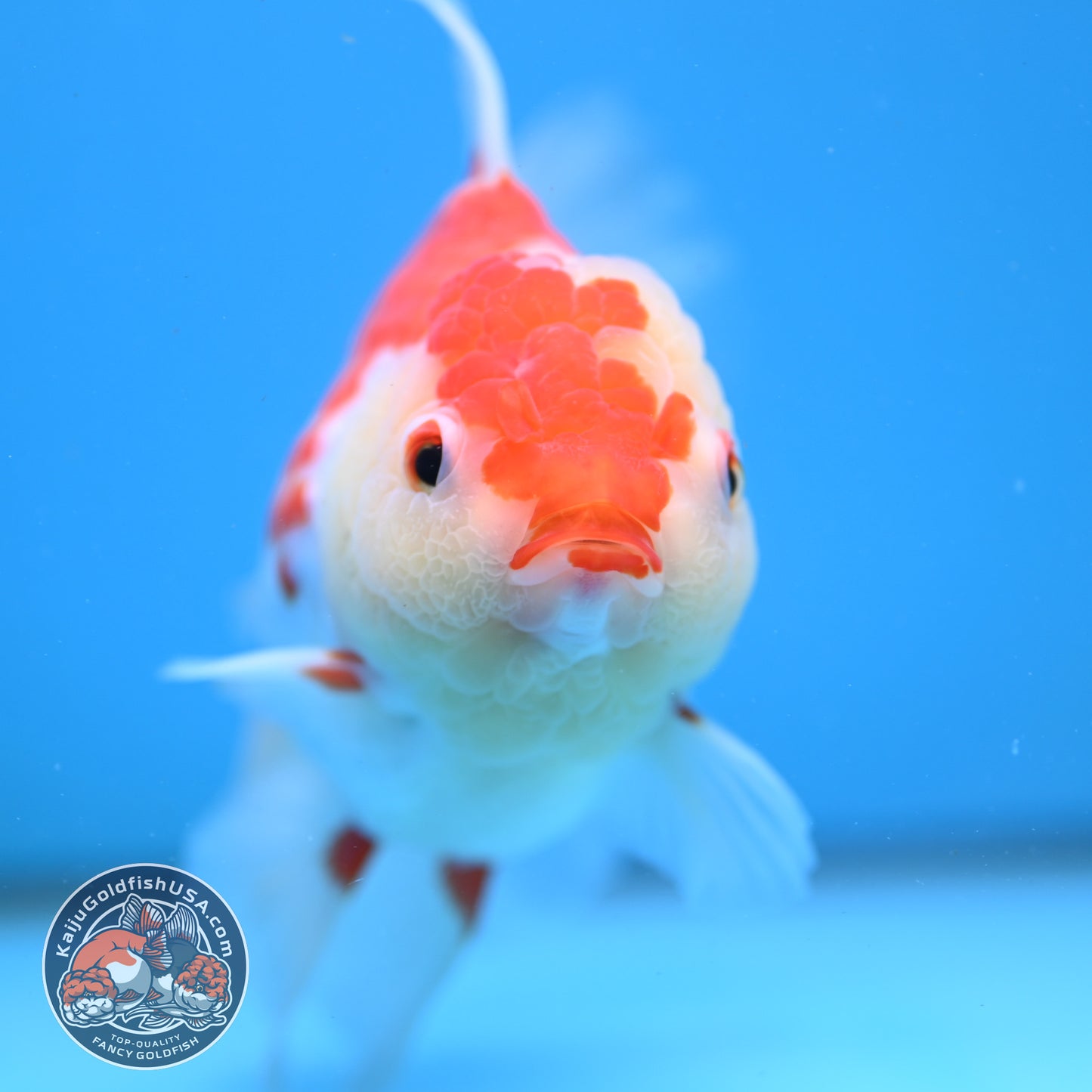 Red White Orchid Tail Oranda 4.5 inch Body (251003_OR16)
