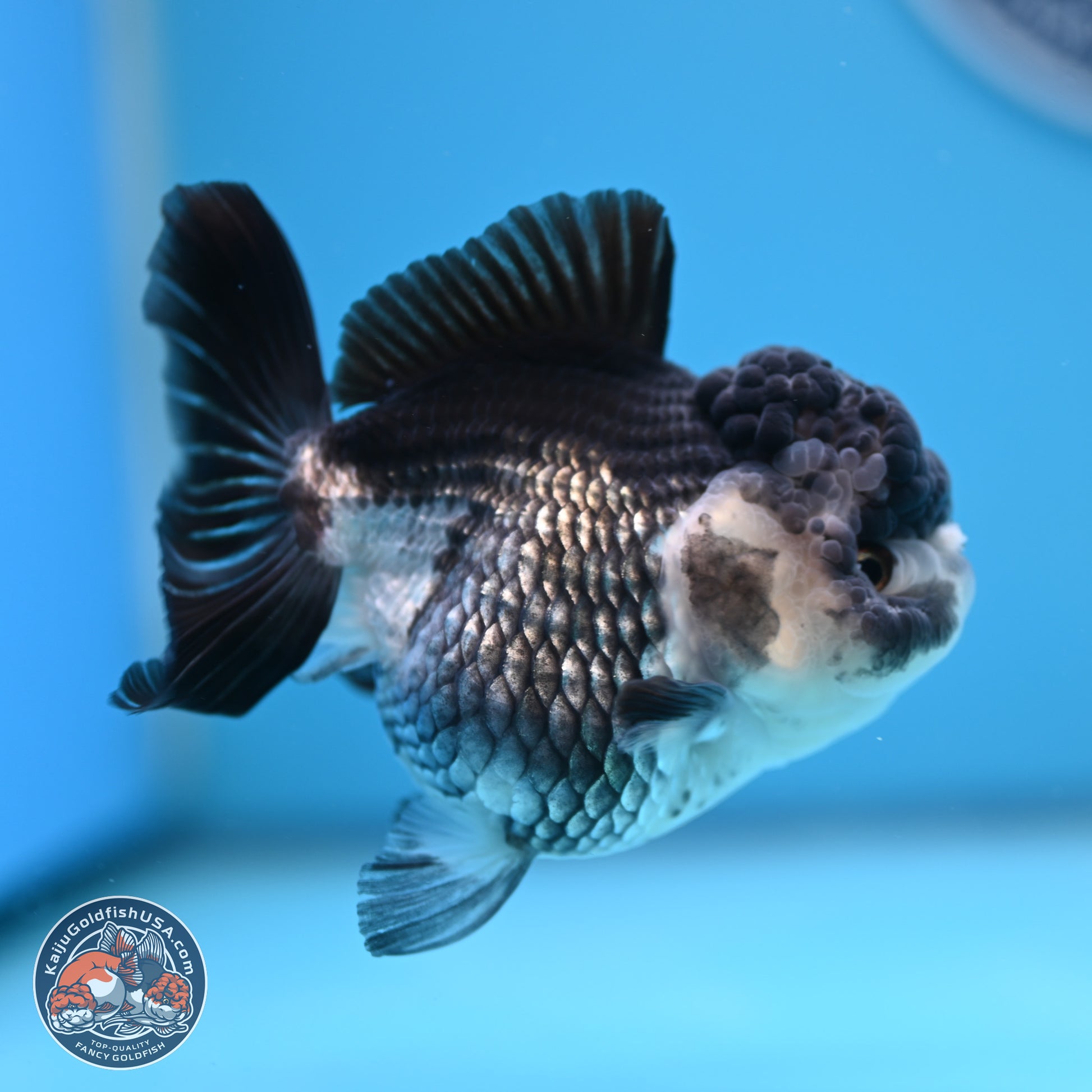 Panda YuanBao Oranda 4.5 inches - Female (241122_OR16) - Kaiju Goldfish USA