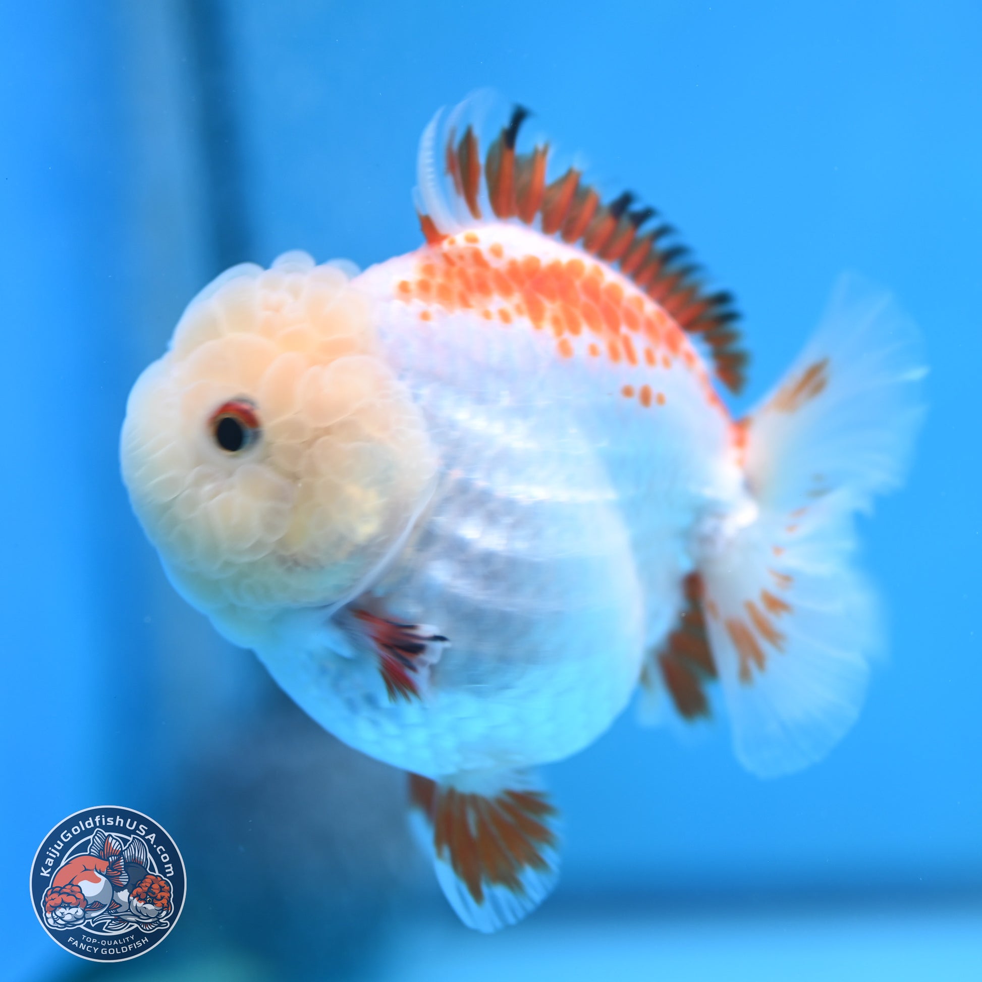 Red White YuanBao Oranda 3.25 inches Body - Female (250103_OR16) - Kaiju Goldfish USA