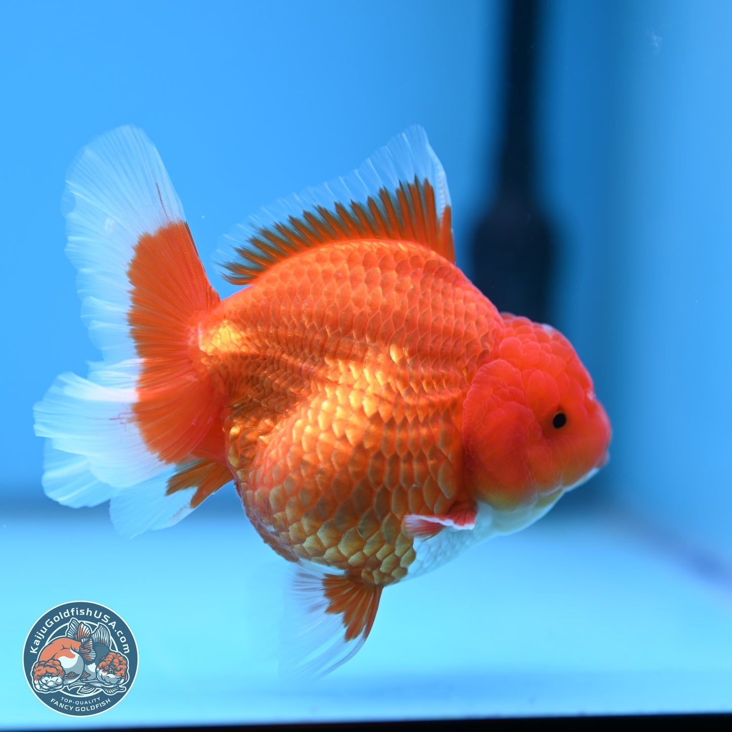 Classic Red Rose Tail Oranda 4.5 inches - Female (241115_OR16) - Kaiju Goldfish USA