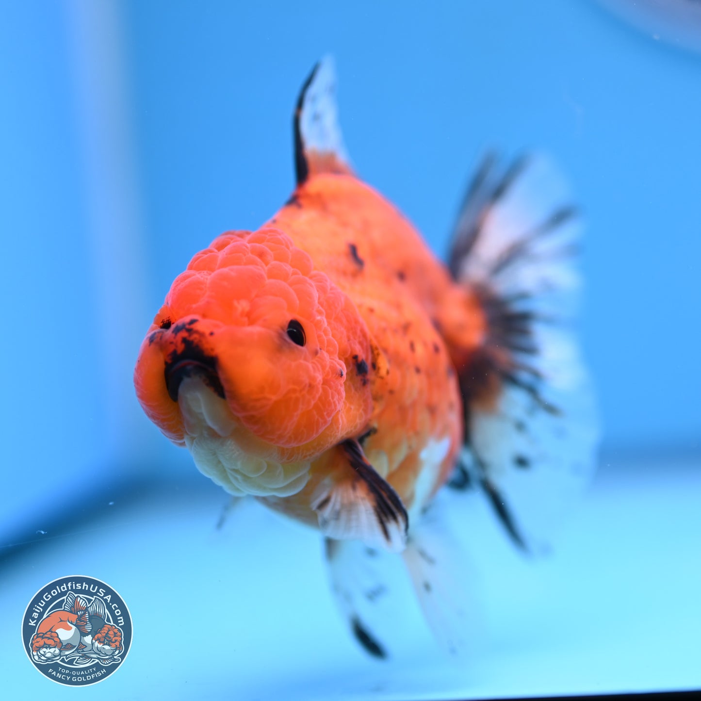 Shogun Tiger Oranda 3.5in Body (240802_OR16) - Kaiju Goldfish USA