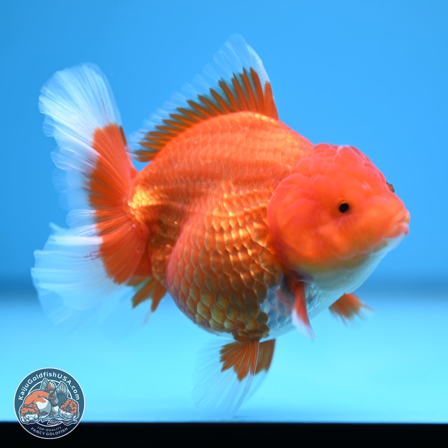 Classic Red Rose Tail Oranda 4.5 inches - Female (241115_OR16) - Kaiju Goldfish USA