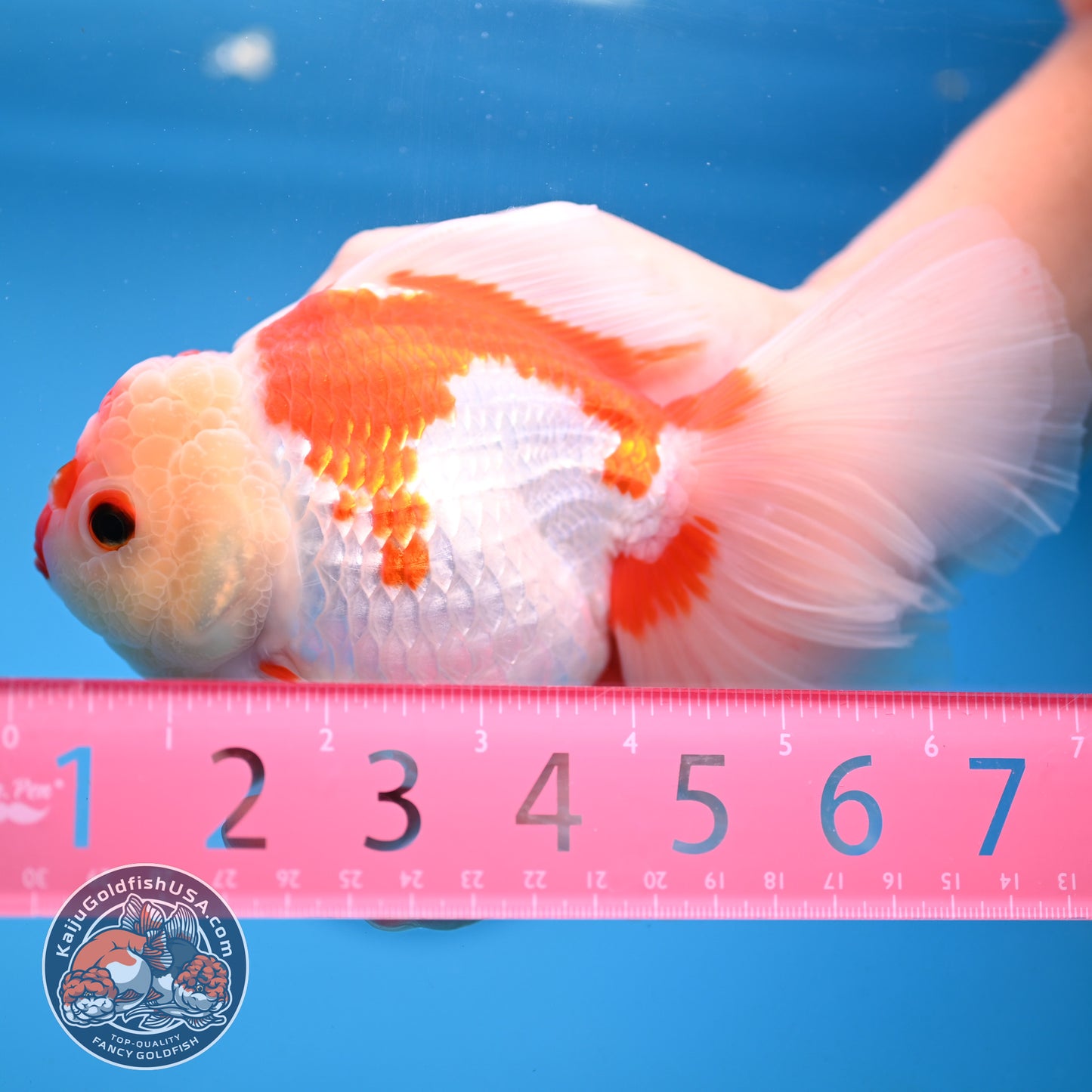 Red White Orchid Tail Oranda 4.5 inch Body (251003_OR16)