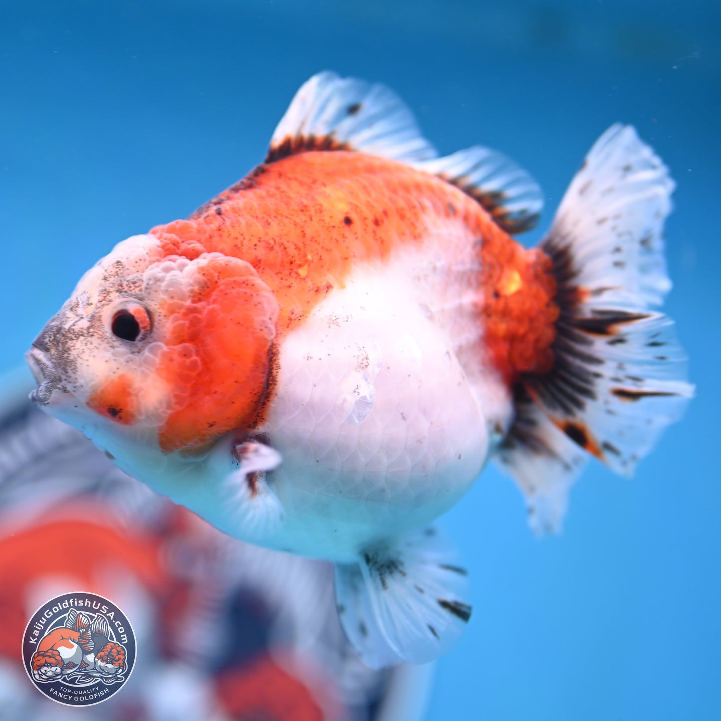 Shogun Tricolor Sakura Oranda 4 inches Body - Female(250131_OR16)