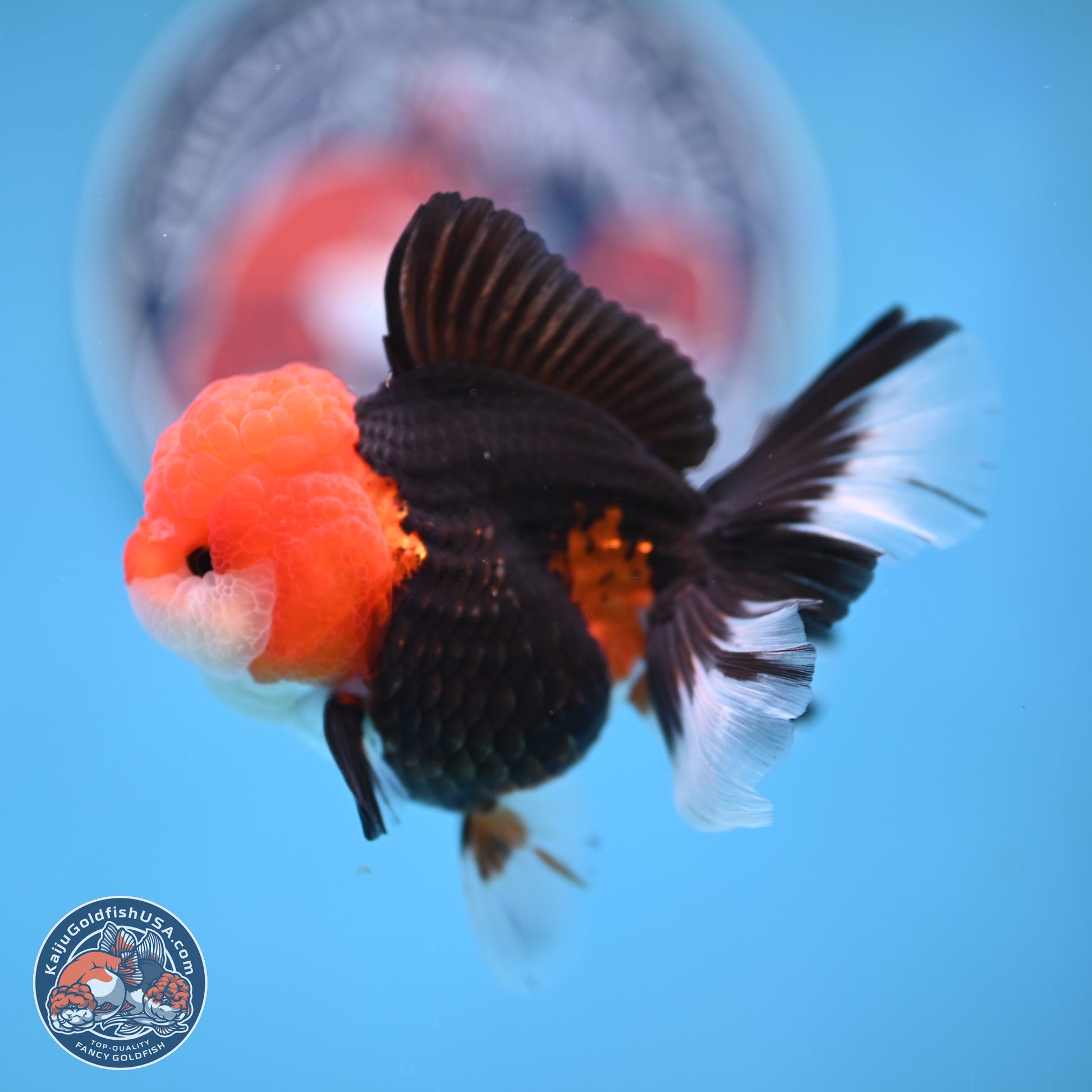 Tricolor Rose Tail Oranda 4 inches (241025_OR16) - Kaiju Goldfish USA