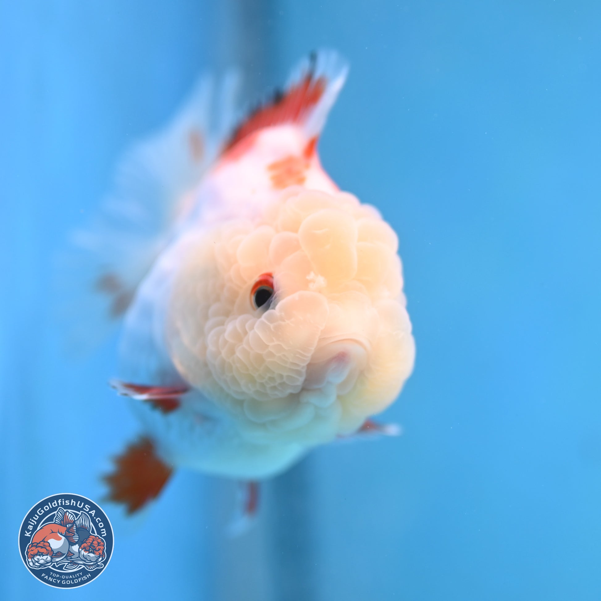 Red White YuanBao Oranda 3.25 inches Body - Female (250103_OR16) - Kaiju Goldfish USA