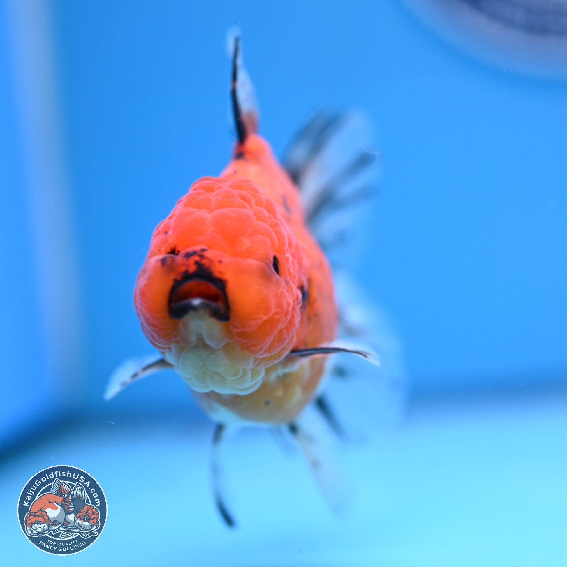 Shogun Tiger Oranda 3.5in Body (240802_OR16) - Kaiju Goldfish USA