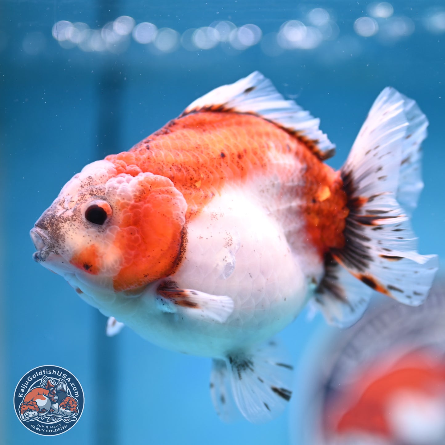 Shogun Tricolor Sakura Oranda 4 inches Body - Female(250131_OR16)