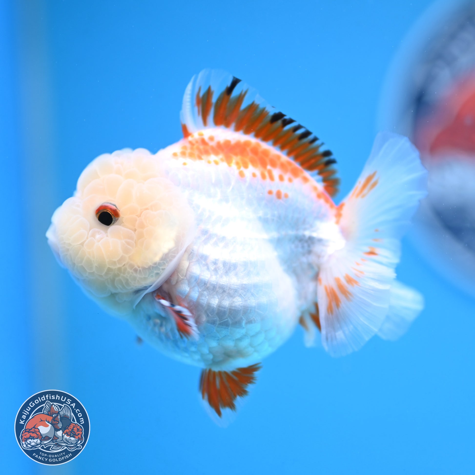 Red White YuanBao Oranda 3.25 inches Body - Female (250103_OR16) - Kaiju Goldfish USA