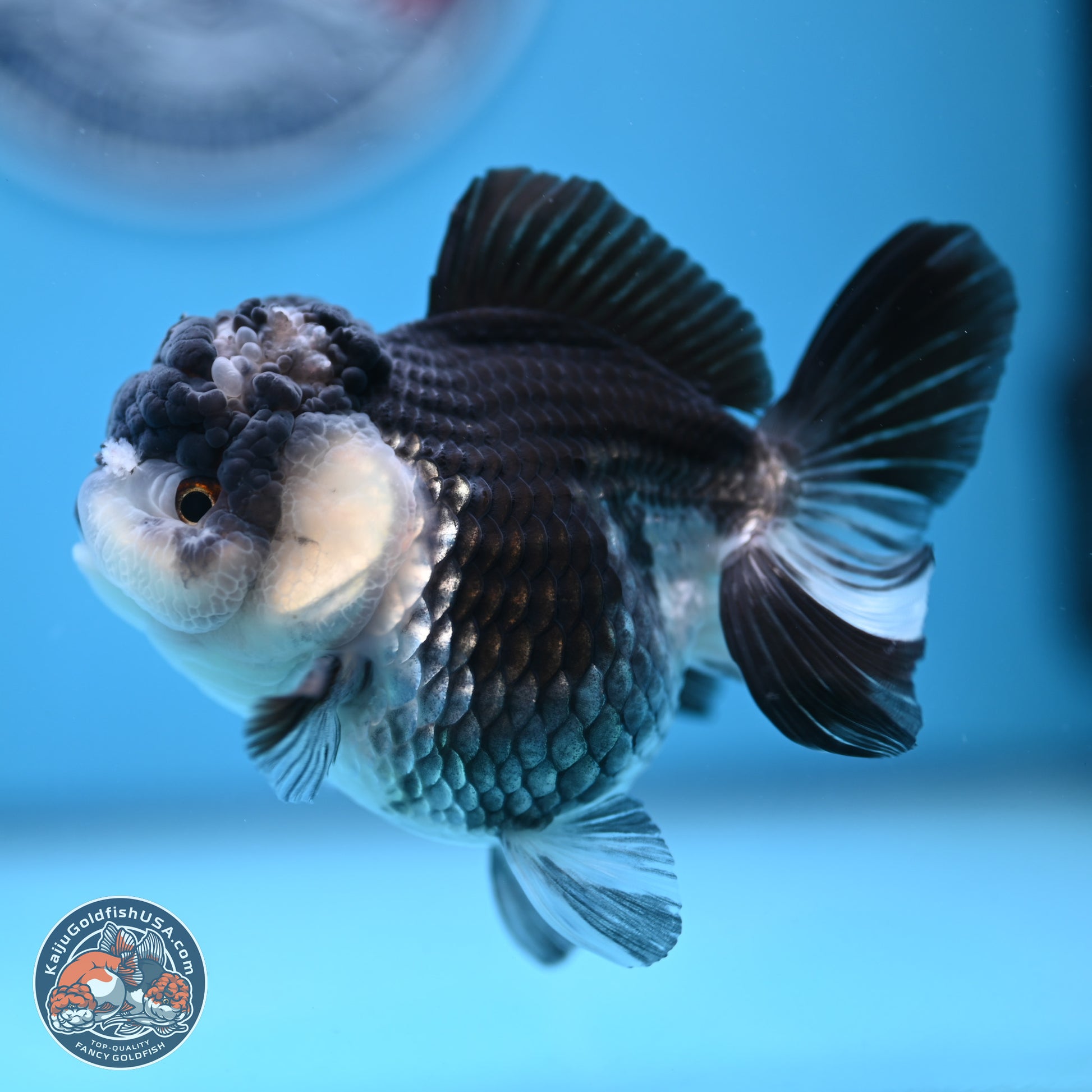 Panda YuanBao Oranda 4.5 inches - Female (241122_OR16) - Kaiju Goldfish USA