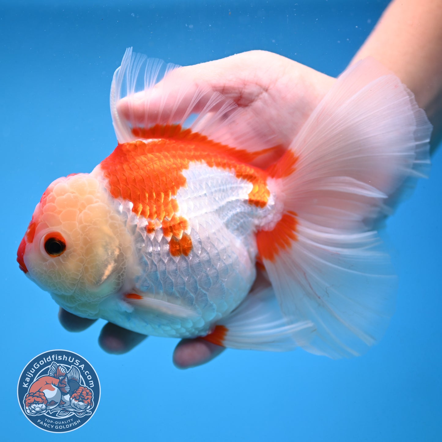 Red White Orchid Tail Oranda 4.5 inch Body (251003_OR16)