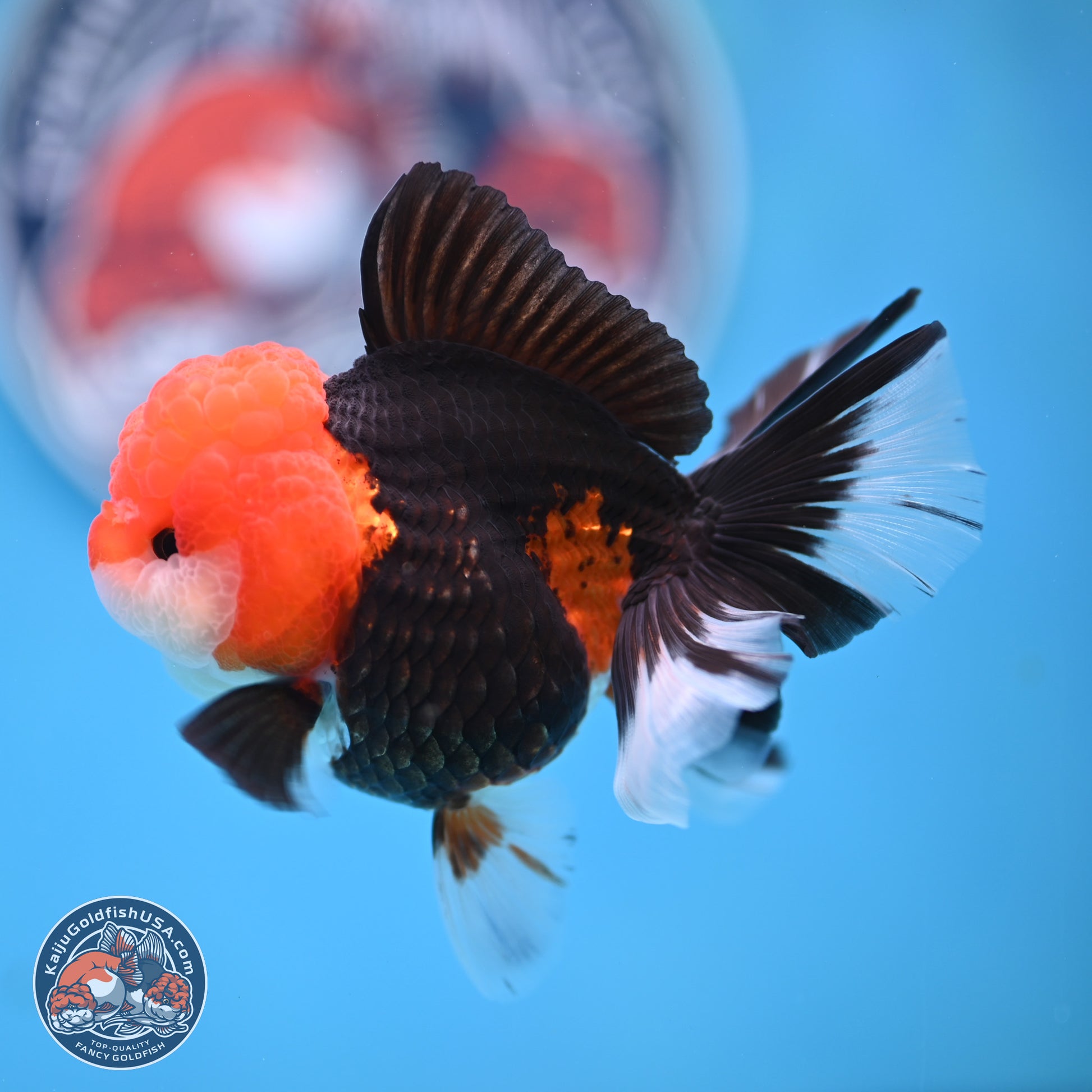 Tricolor Rose Tail Oranda 4 inches (241025_OR16) - Kaiju Goldfish USA