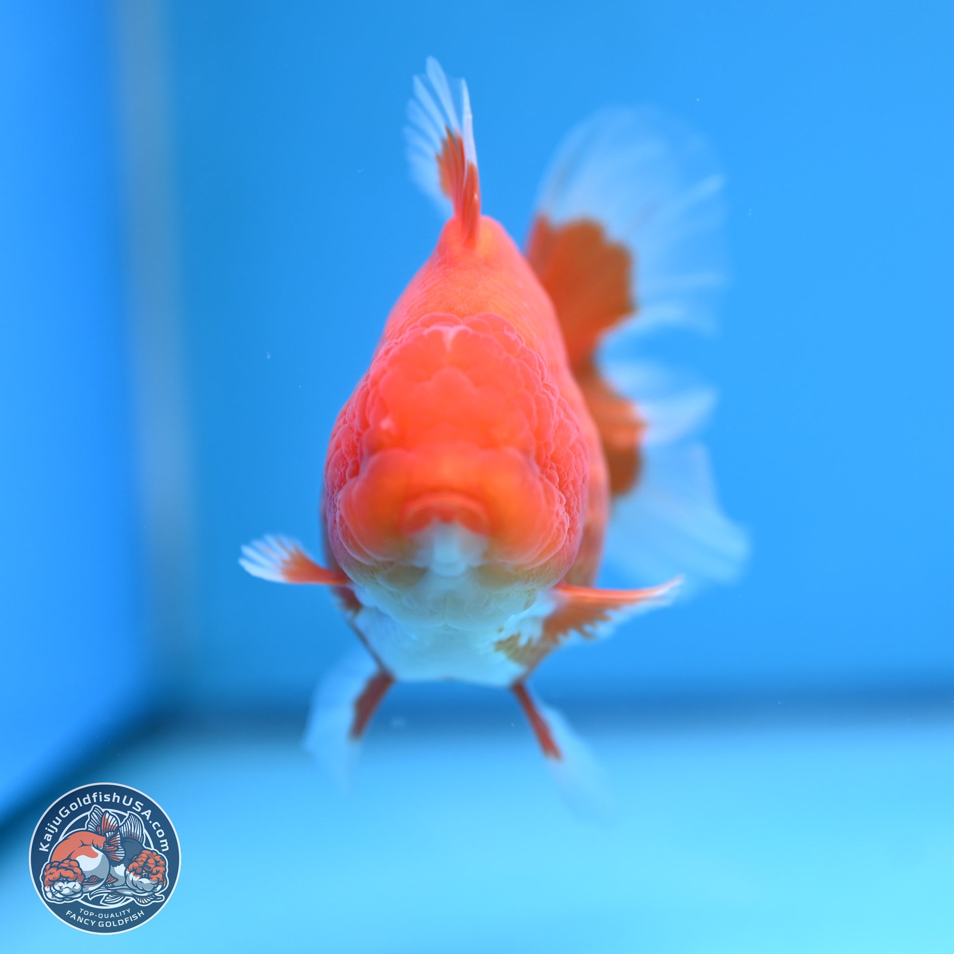 Classic Red Rose Tail Oranda 4.5 inches - Female (241115_OR16) - Kaiju Goldfish USA