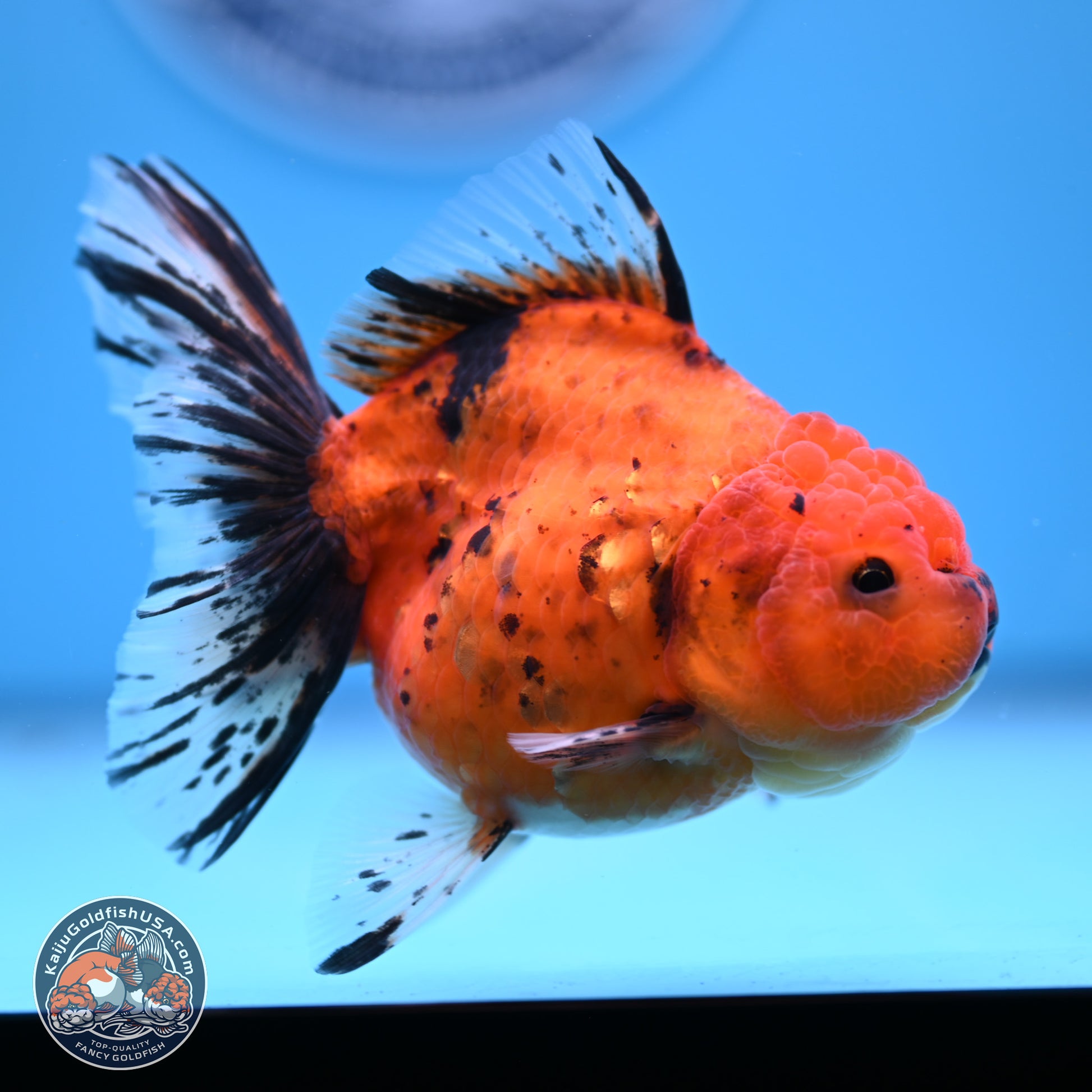 Shogun Tiger Oranda 3.5in Body (240802_OR16) - Kaiju Goldfish USA