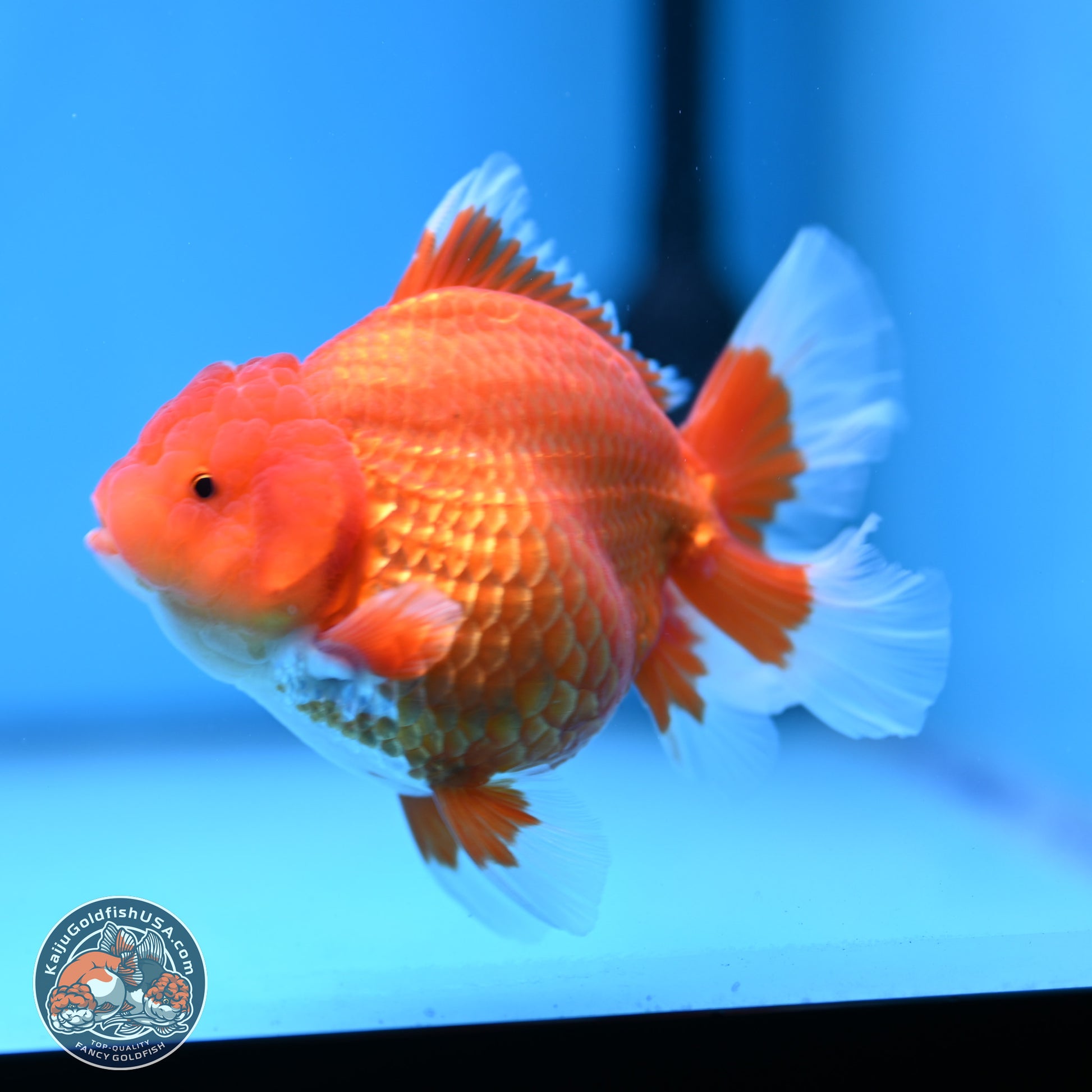 Classic Red Rose Tail Oranda 4.5 inches - Female (241115_OR16) - Kaiju Goldfish USA