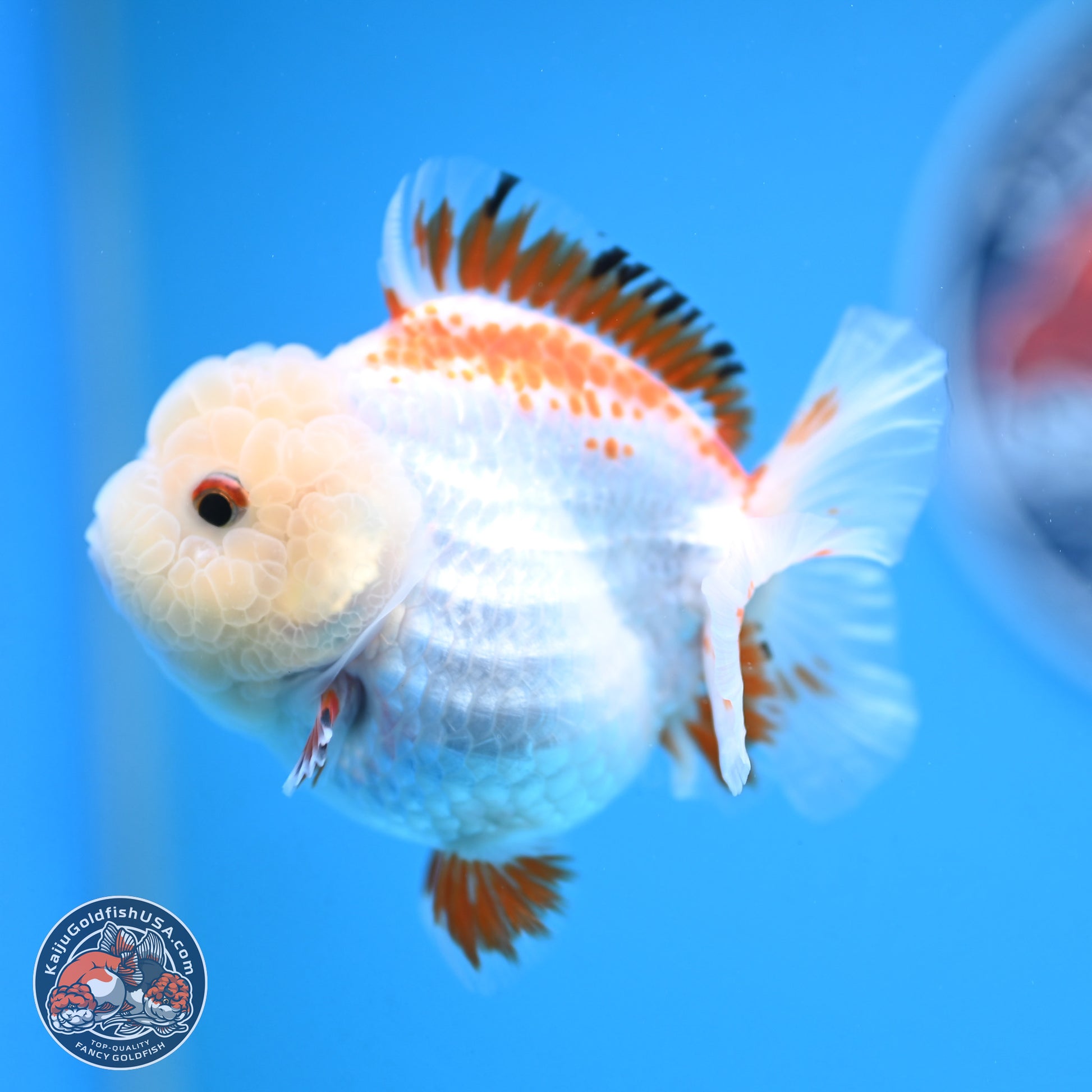 Red White YuanBao Oranda 3.25 inches Body - Female (250103_OR16) - Kaiju Goldfish USA