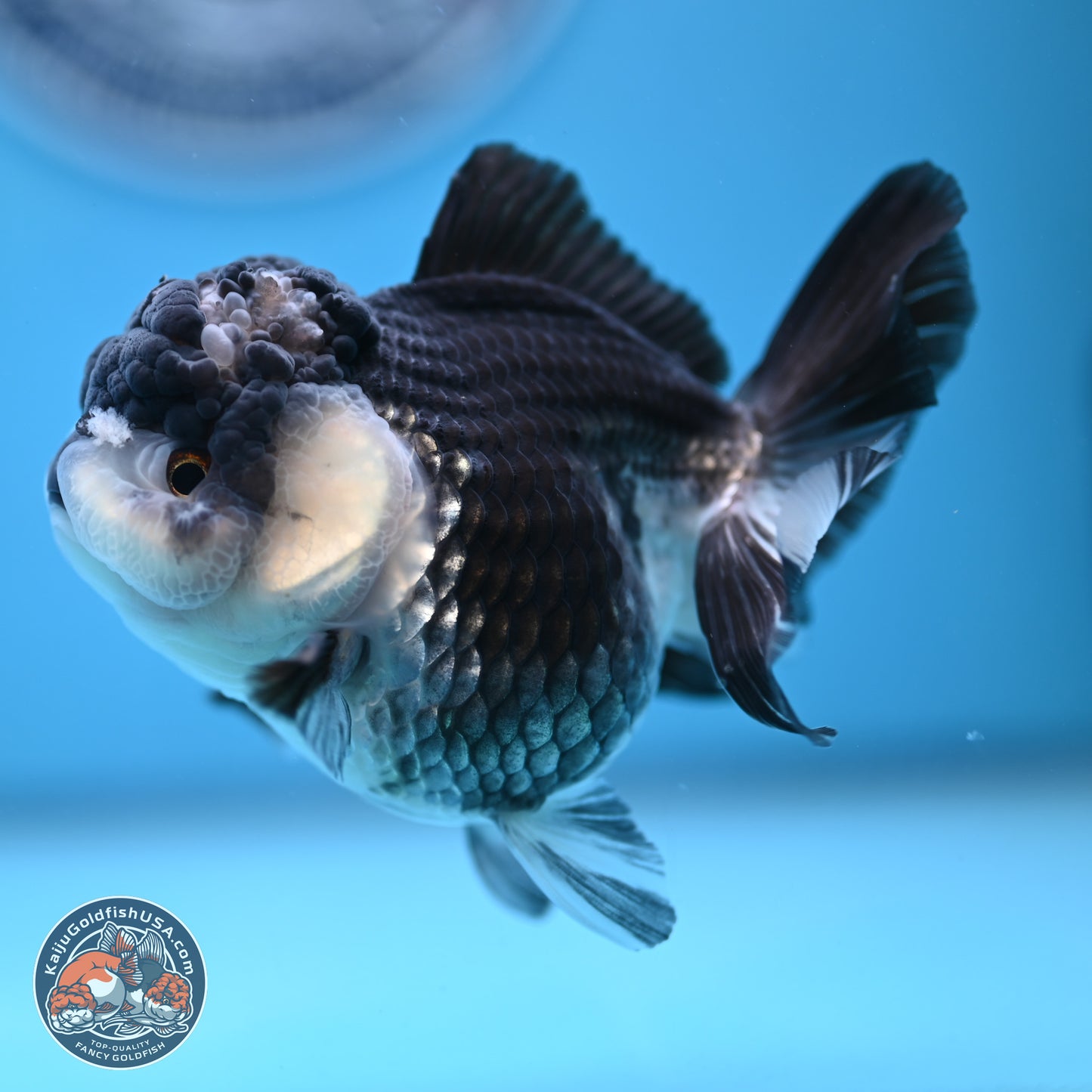 Panda YuanBao Oranda 4.5 inches - Female (241122_OR16) - Kaiju Goldfish USA