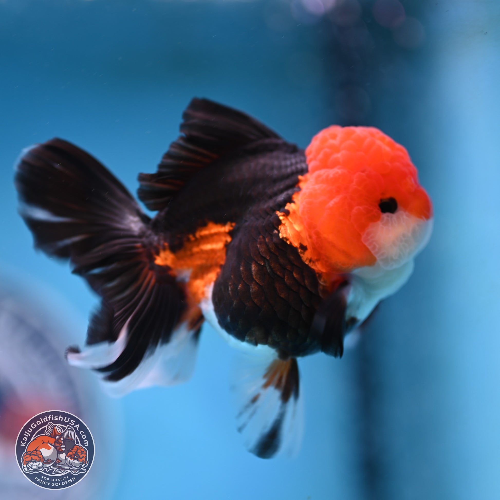 Tricolor Rose Tail Oranda 4 inches (241025_OR16) - Kaiju Goldfish USA