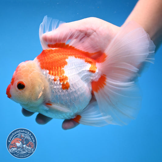 Red White Orchid Tail Oranda 4.5 inch Body (251003_OR16)