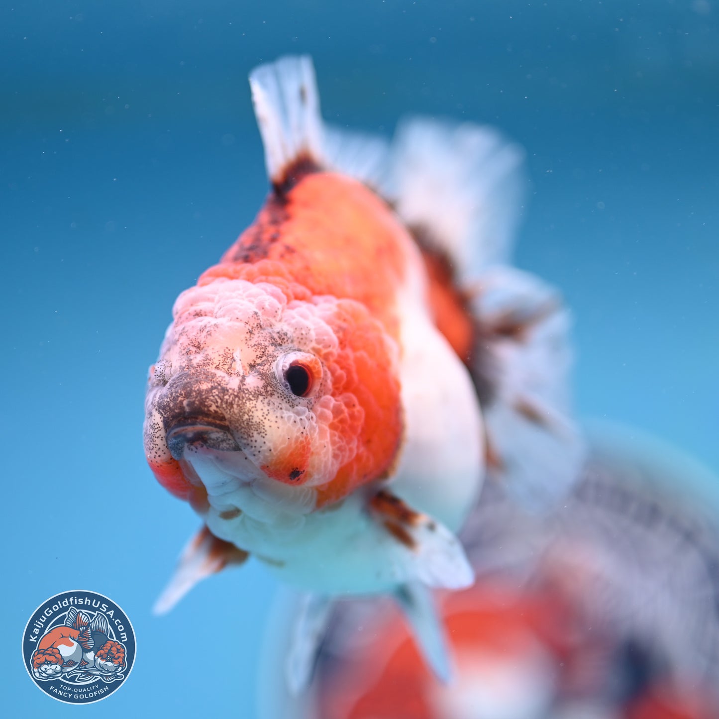 Shogun Tricolor Sakura Oranda 4 inches Body - Female(250131_OR16)