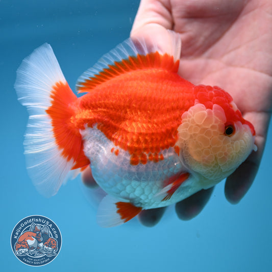 Red White Oranda  4 inch Body (250912_OR16)
