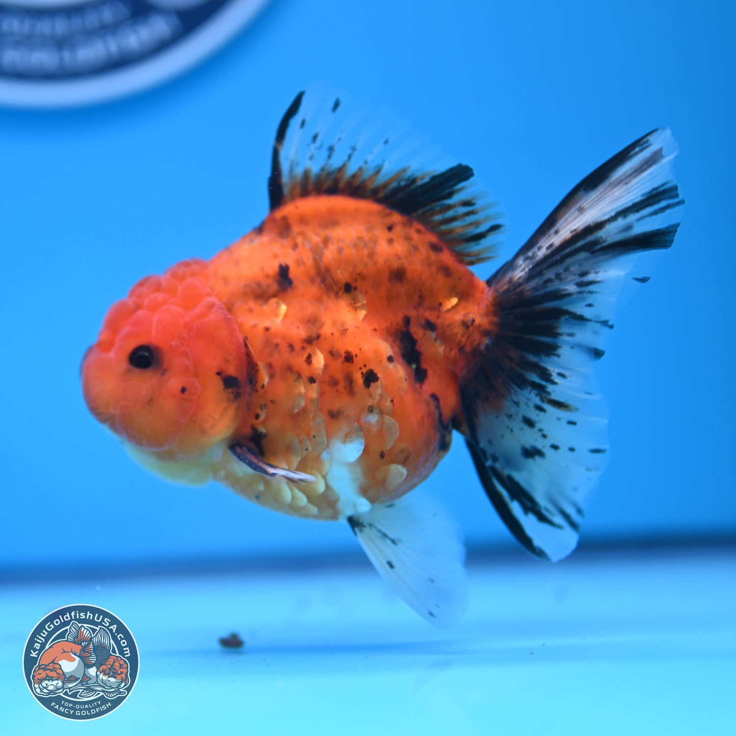 Shogun Tiger Oranda 3.5in Body (240802_OR16) - Kaiju Goldfish USA