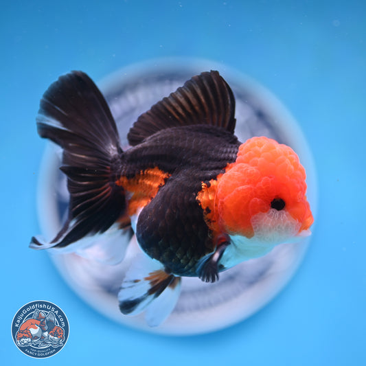 Tricolor Rose Tail Oranda 4 inches (241025_OR16) - Kaiju Goldfish USA