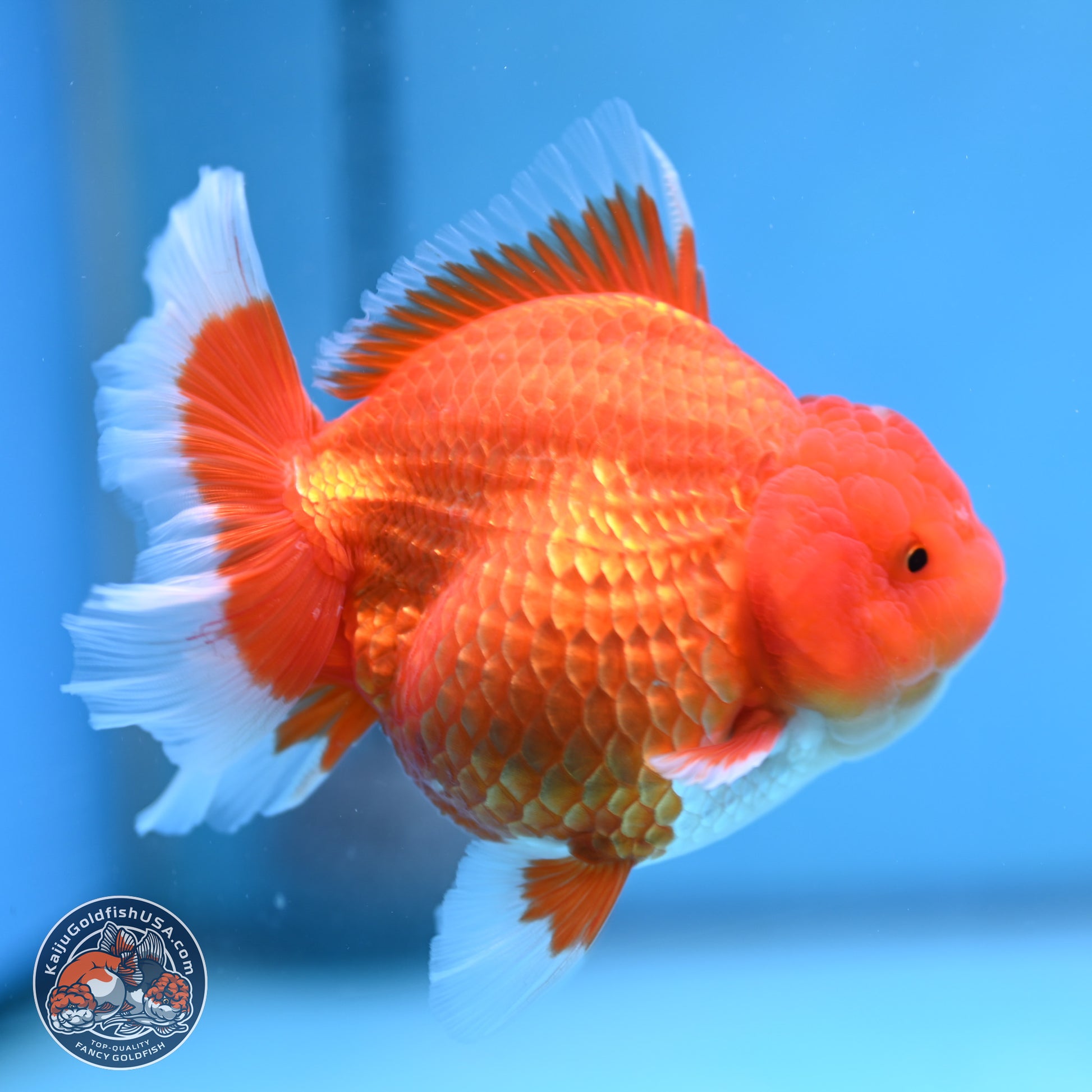 Classic Red Rose Tail Oranda 4.5 inches - Female (241115_OR16) - Kaiju Goldfish USA