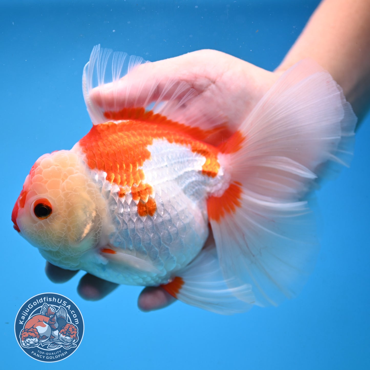 Red White Orchid Tail Oranda 4.5 inch Body (251003_OR16)