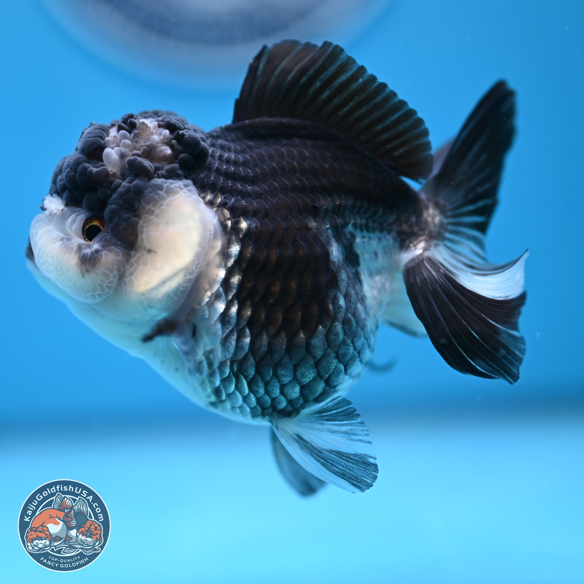 Panda YuanBao Oranda 4.5 inches - Female (241122_OR16) - Kaiju Goldfish USA