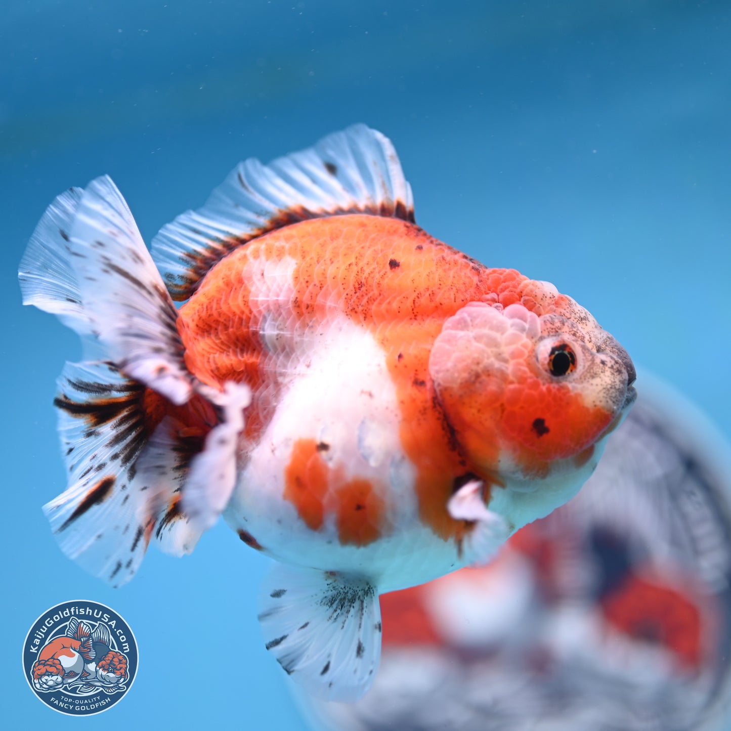 Shogun Tricolor Sakura Oranda 4 inches Body - Female(250131_OR16)