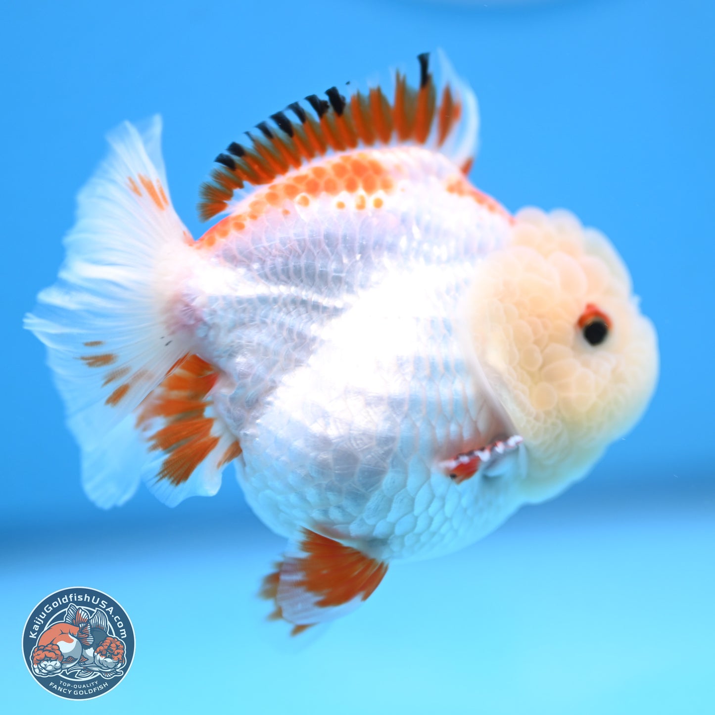 Red White YuanBao Oranda 3.25 inches Body - Female (250103_OR16) - Kaiju Goldfish USA