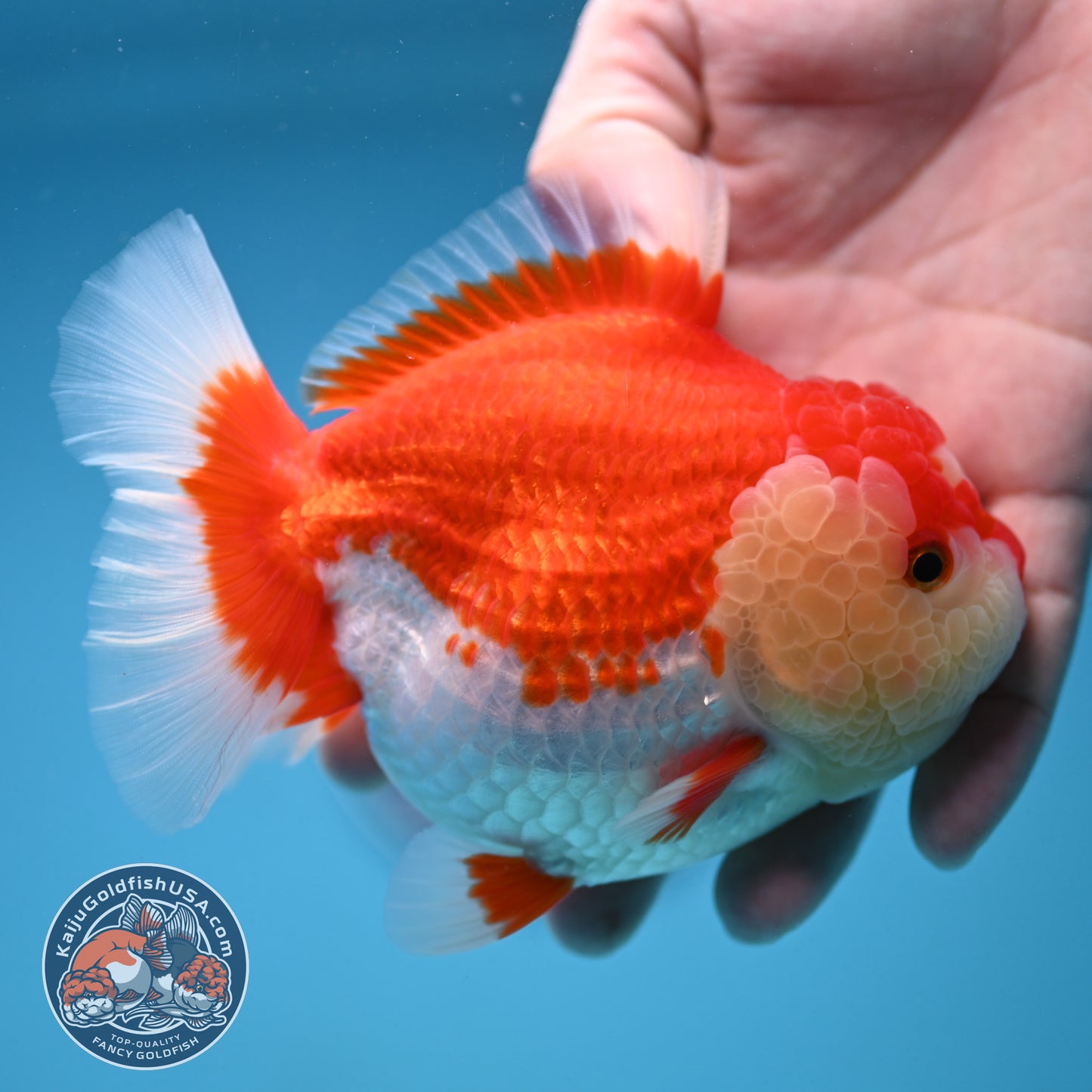 Red White Oranda  4 inch Body (250912_OR16)