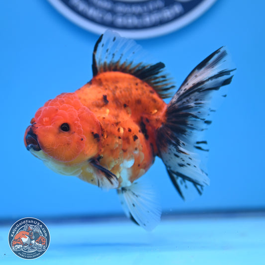 Shogun Tiger Oranda 3.5in Body (240802_OR16) - Kaiju Goldfish USA