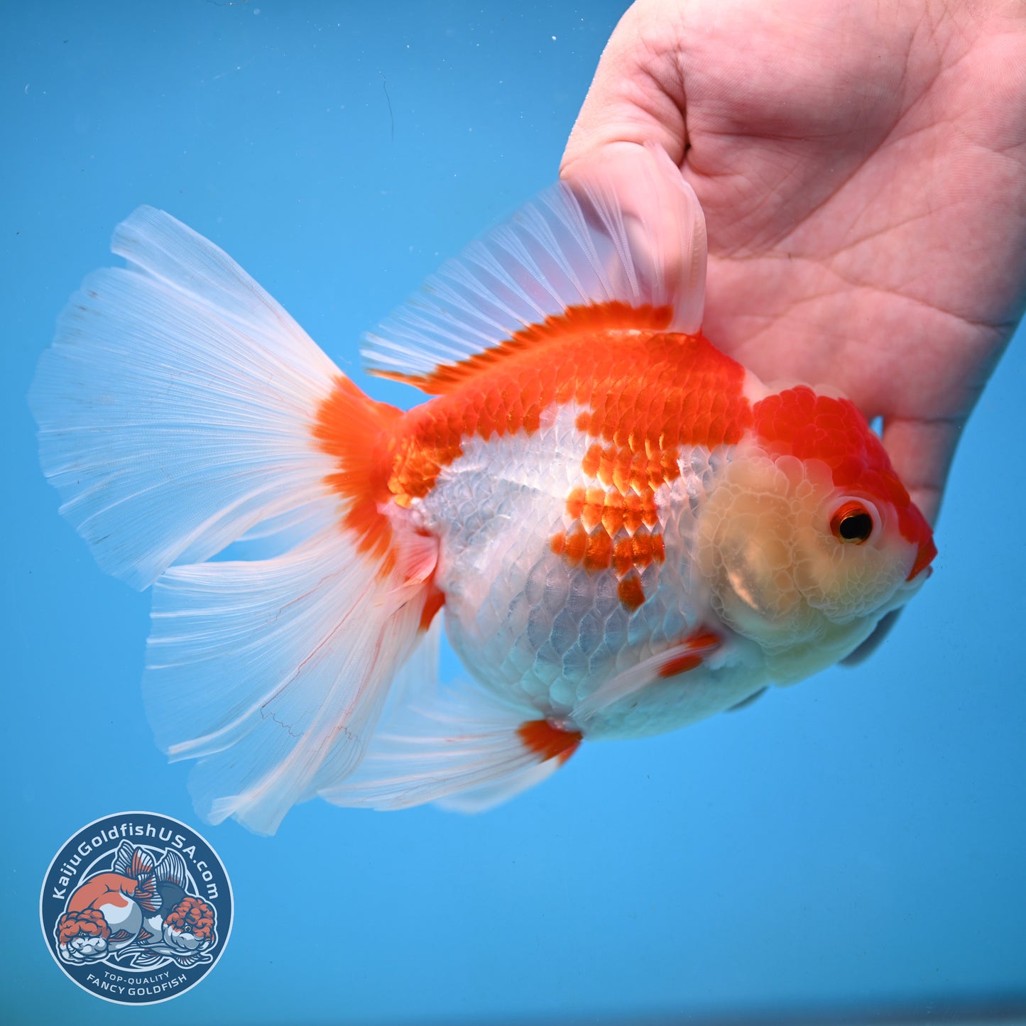 Red White Orchid Tail Oranda 4.5 inch Body (251003_OR16)